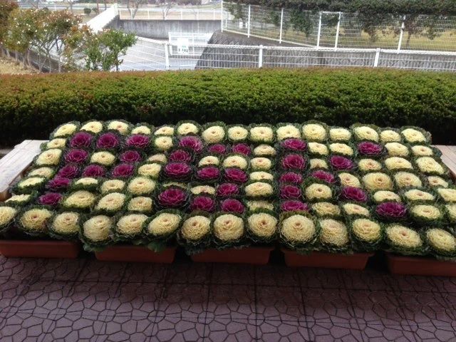 ピュアスポーツ柏原 スイミング・水泳 柏原町教室のメイン画像