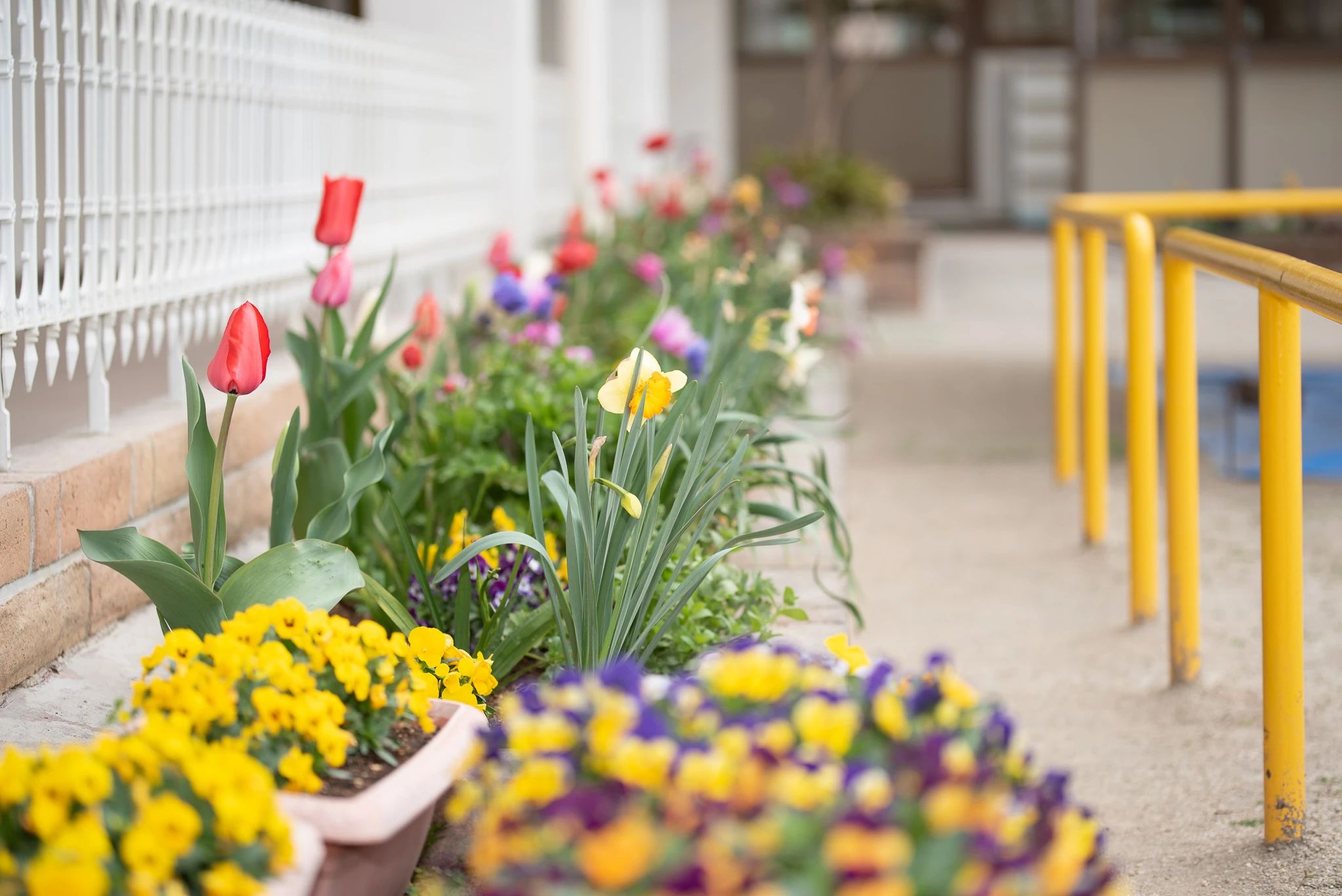 KAWAI (カワイ)体育教室 武里幼稚園のサムネイル画像 4