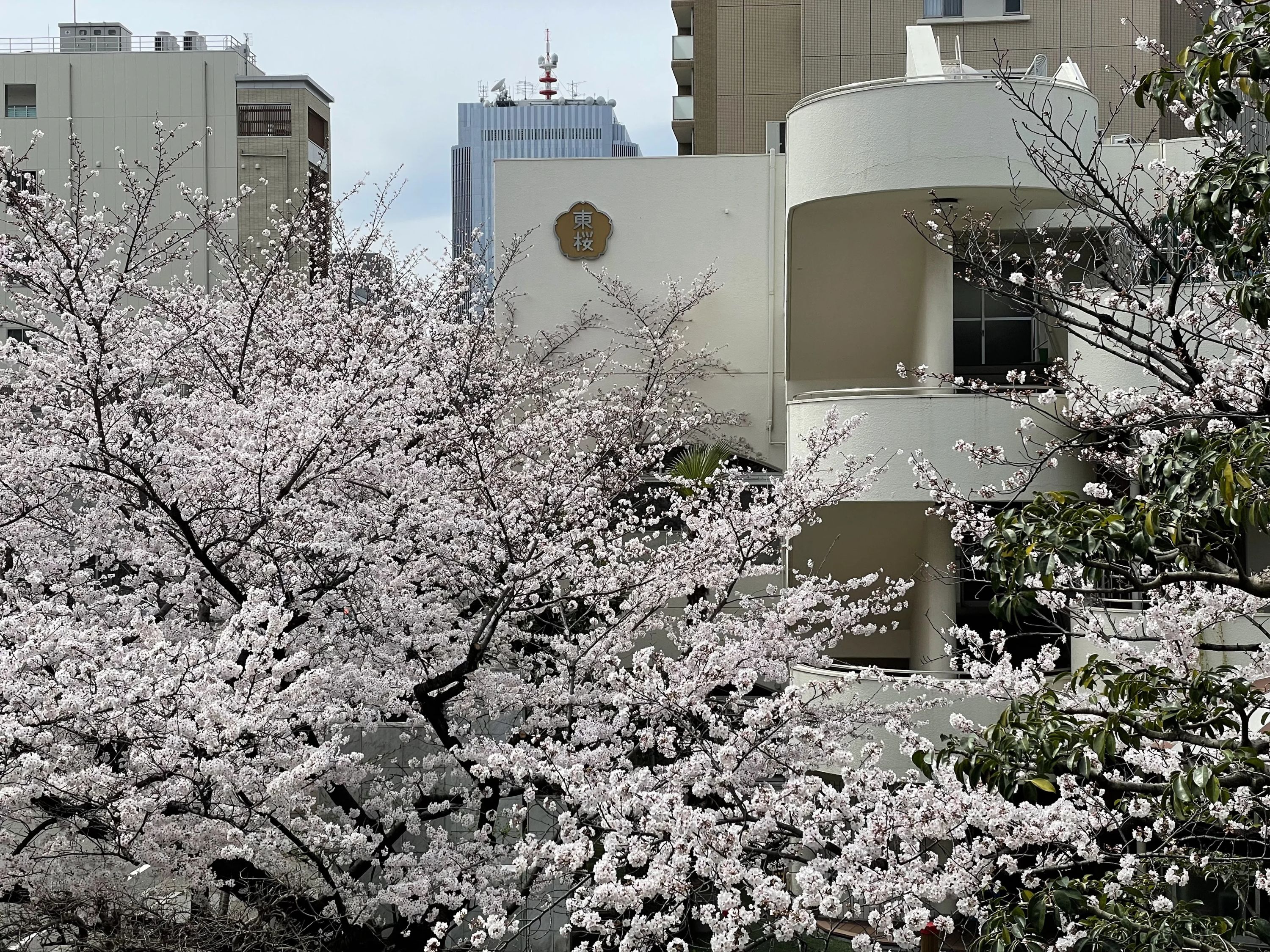 スマイルスポーツクラブ 運動・体操・陸上 東桜幼稚園教室のサムネイル画像 4