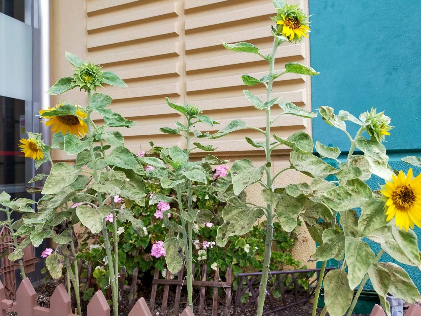 HIRAKATA(枚方)フィットネスクラブ 運動・体操・陸上 牧野スポーツクラブのサムネイル画像 3