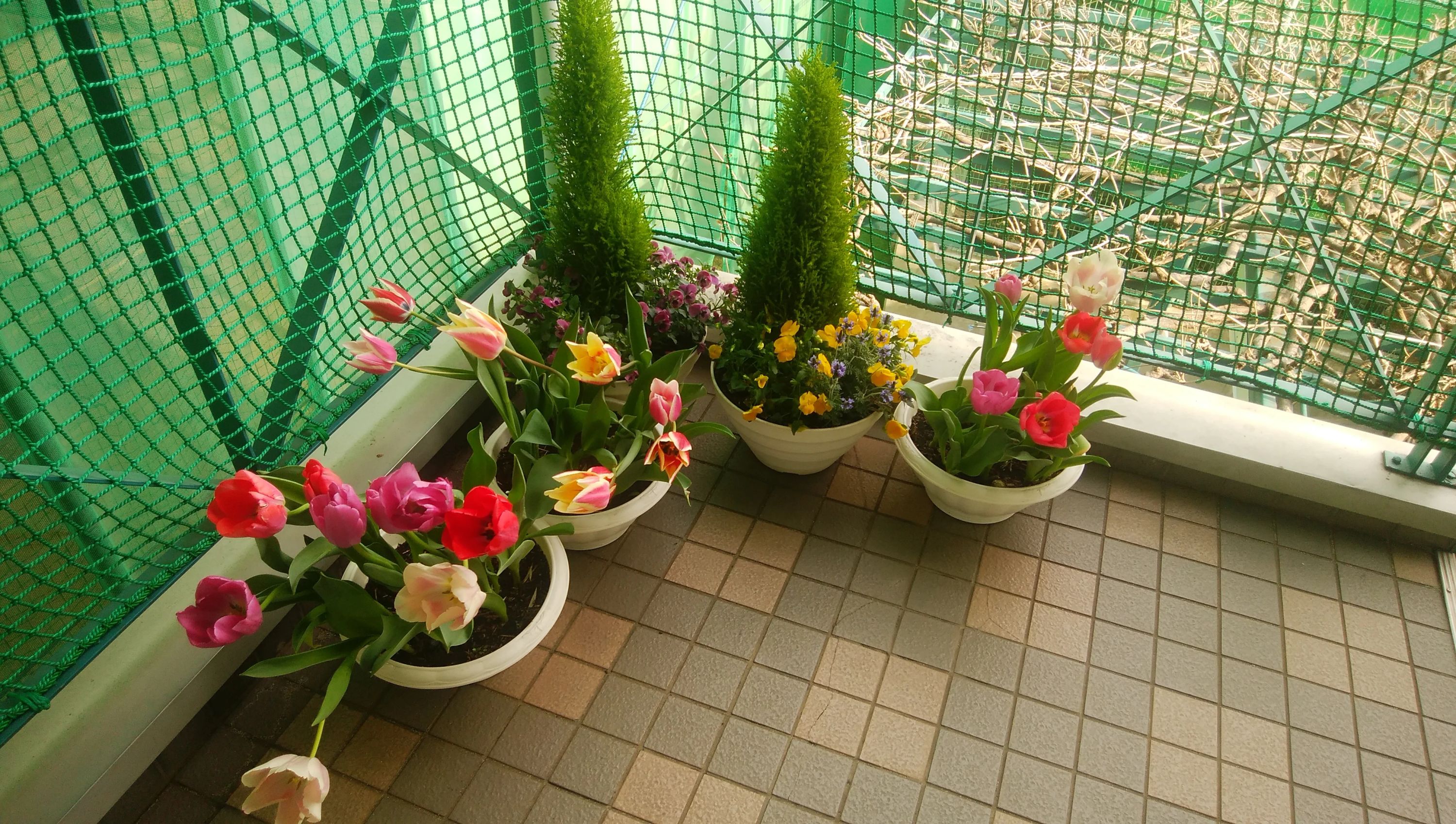 テニスユニバース 国立グリーンヒルユニバーサルテニススクールのサムネイル画像 4