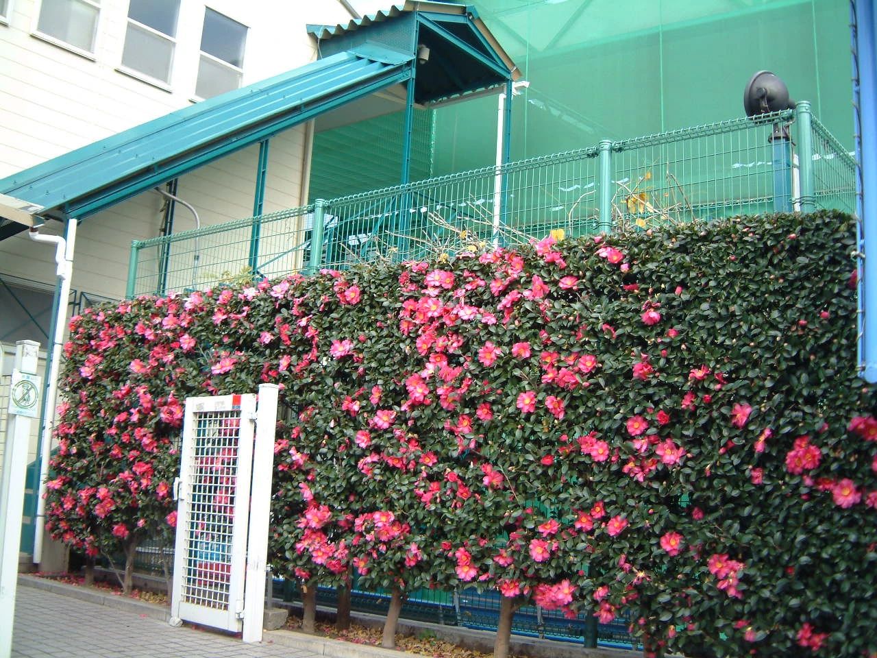 テニスユニバース 国立グリーンヒルユニバーサルテニススクールのサムネイル画像 5