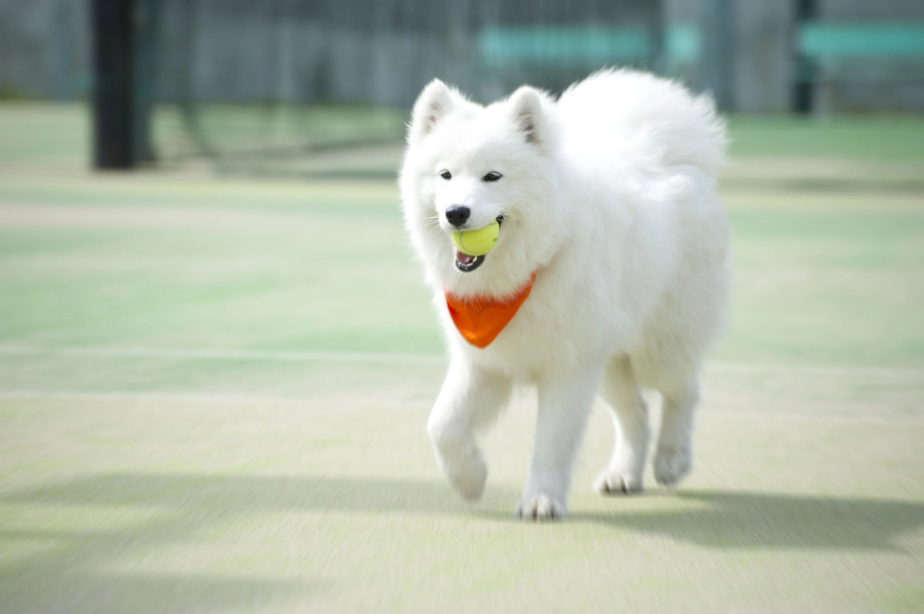 八王子テニススクール 大塚教室のサムネイル画像 3