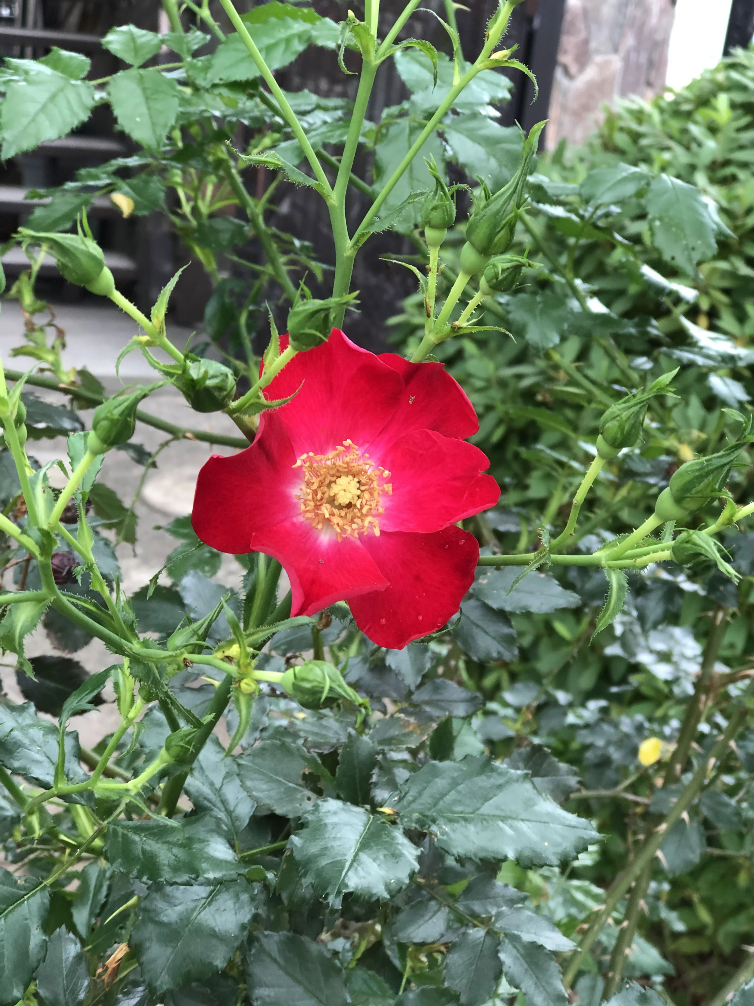 石井真テニスアカデミー 中野スクールのサムネイル画像 5