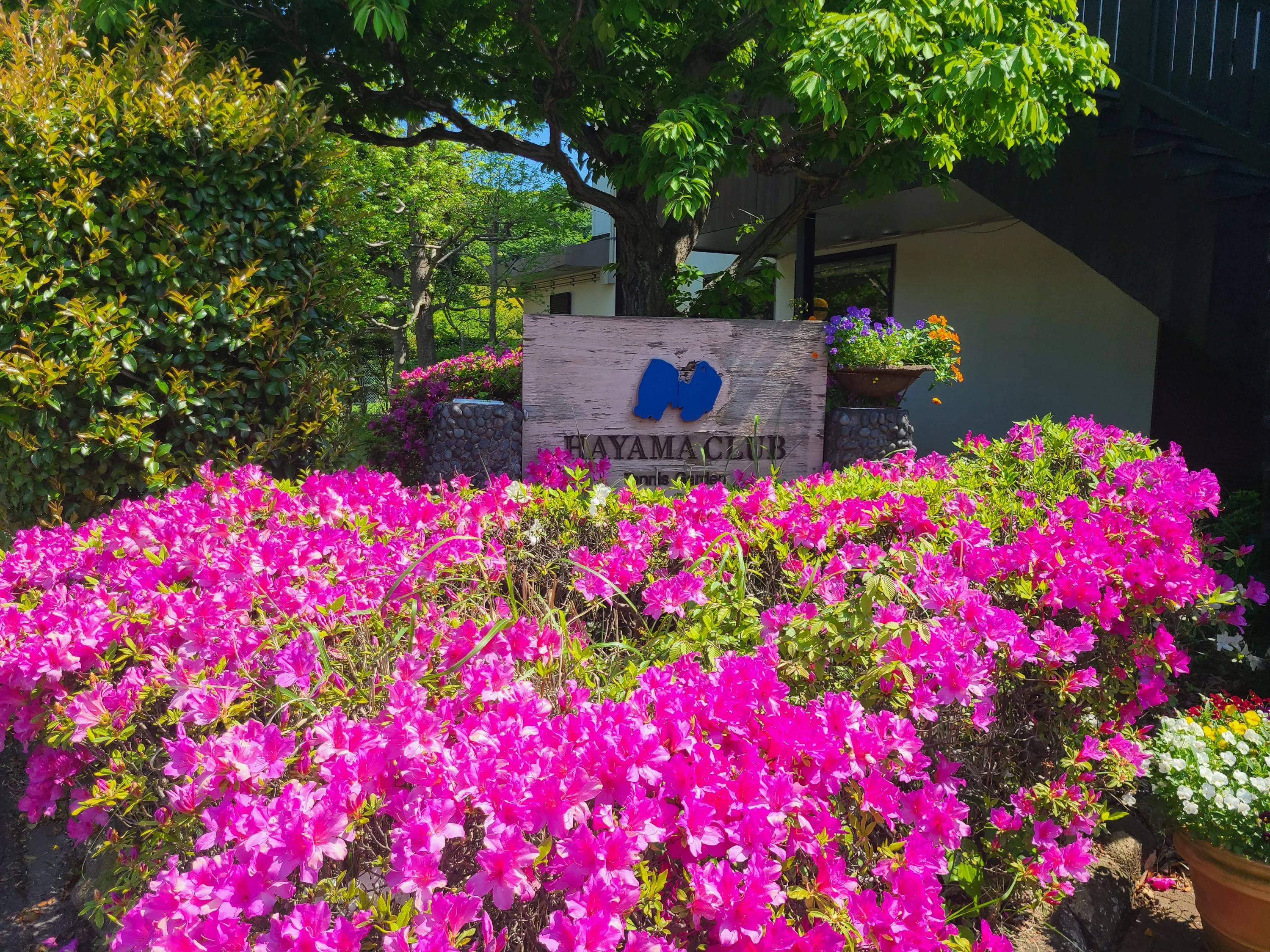 葉山テニスクラブ 池上教室のサムネイル画像 2