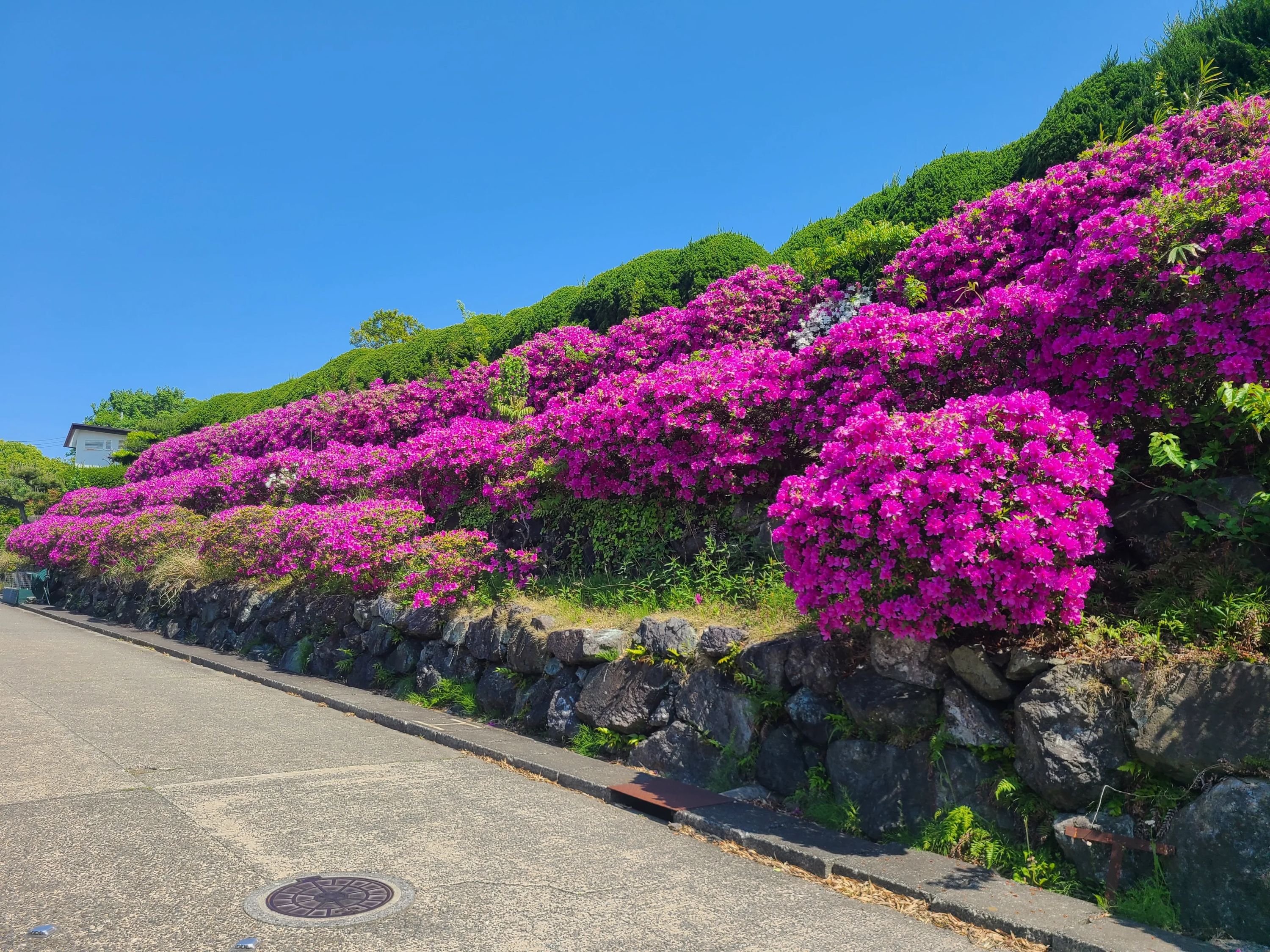 葉山テニスクラブ 池上教室のサムネイル画像 3