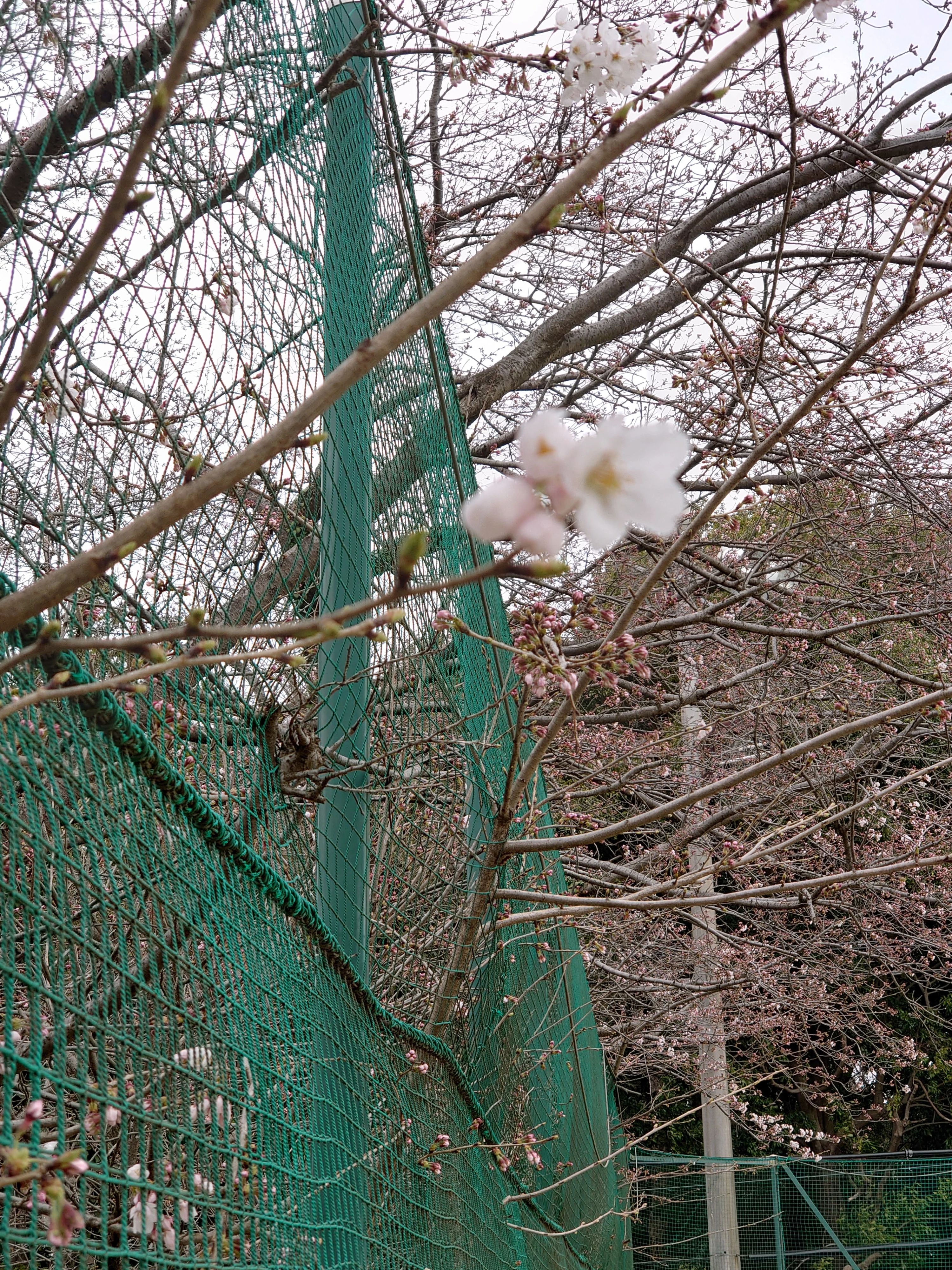 都岡テニスガーデン 本校のメイン画像