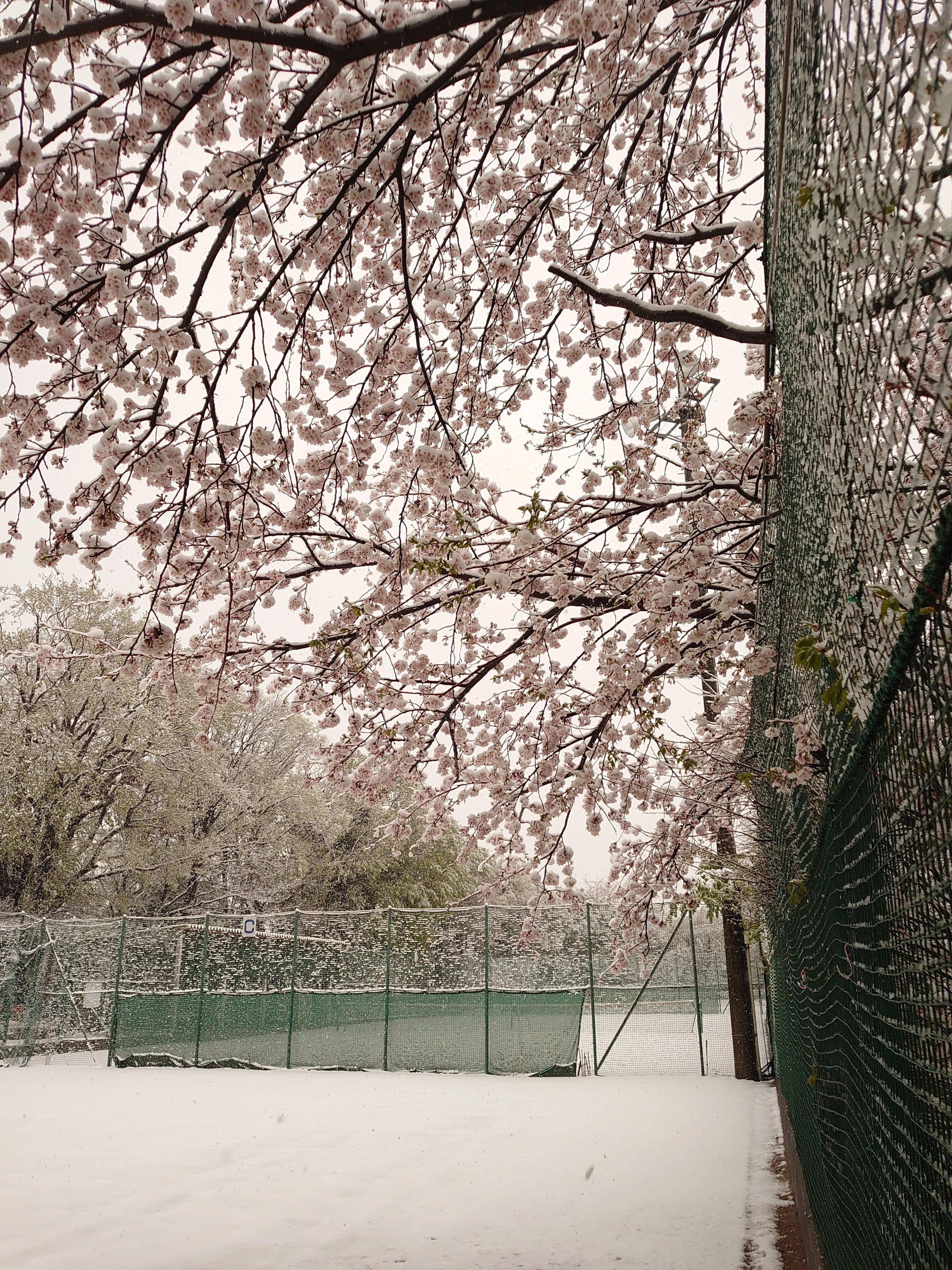 都岡テニスガーデン 本校のサムネイル画像 2