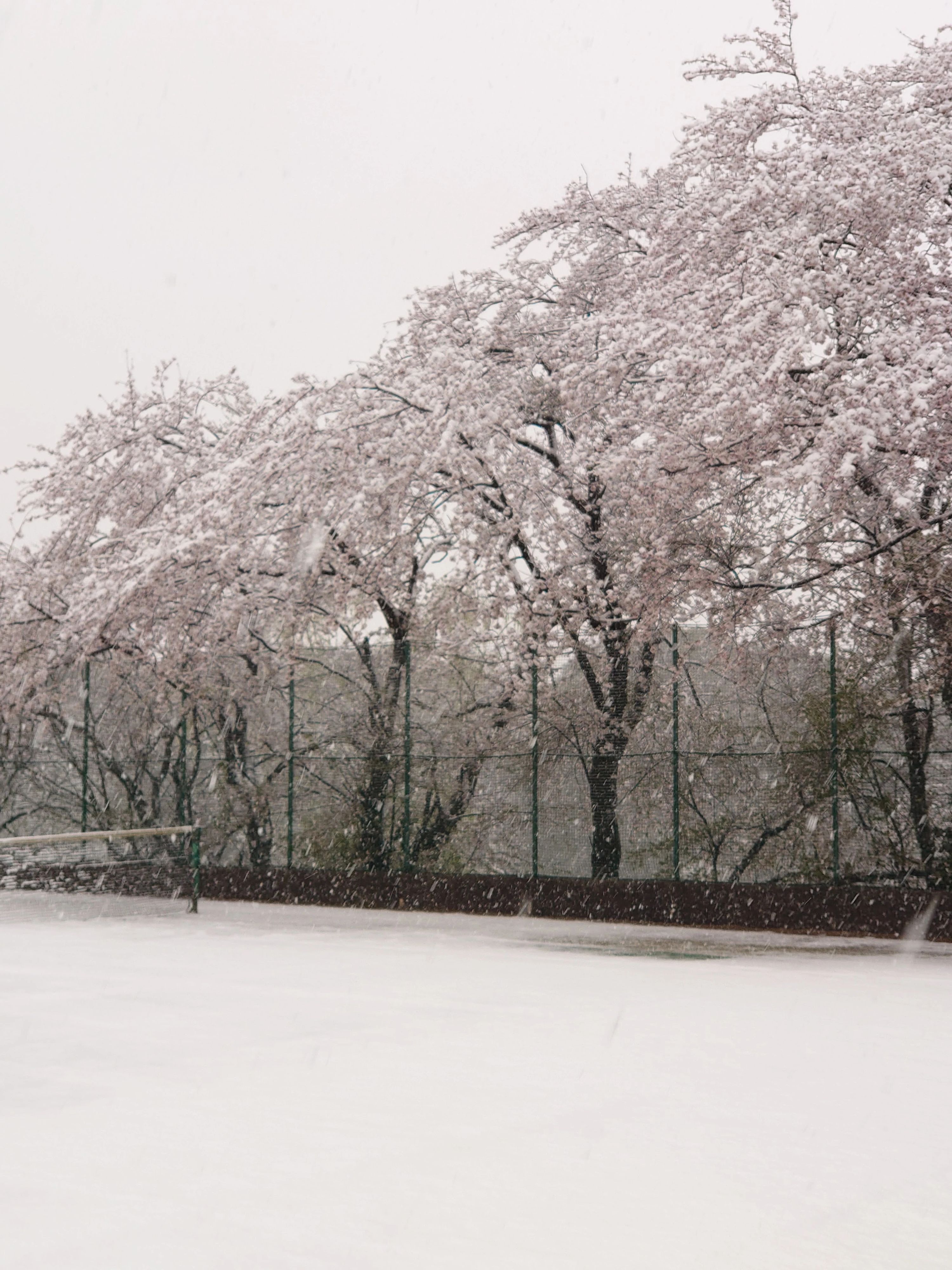 都岡テニスガーデン 本校のサムネイル画像 3
