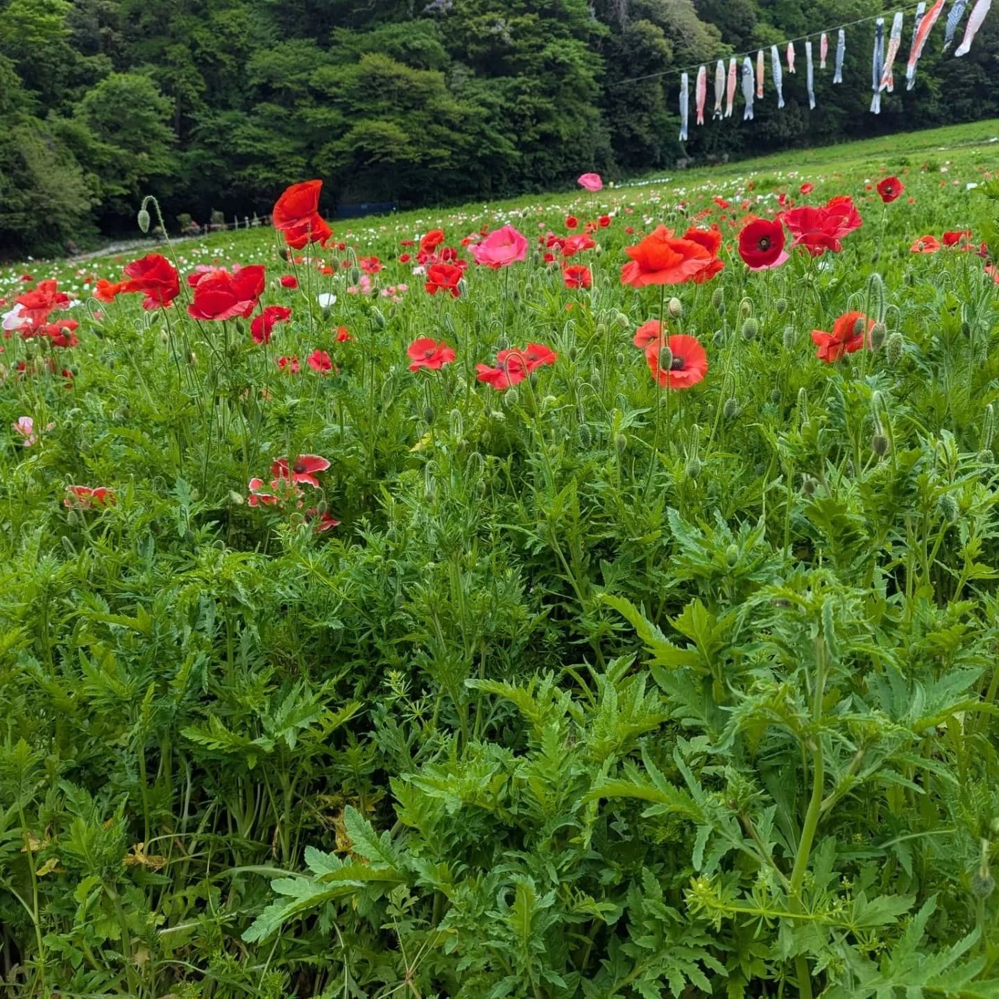 松原テニススクール 東戸塚教室のサムネイル画像 2