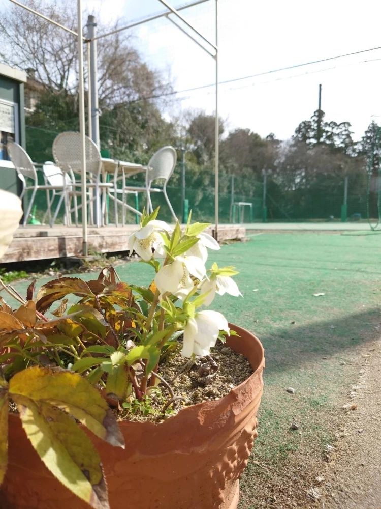 T&Kテニススクール 天戸教室のサムネイル画像 5