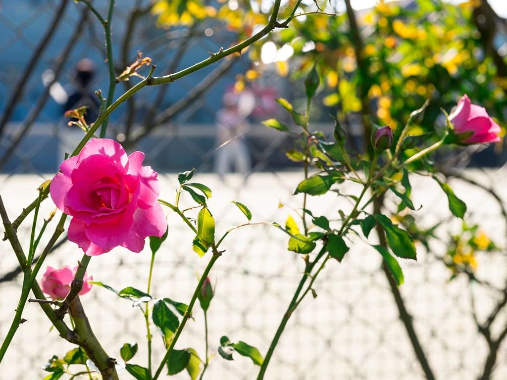 ローズヒルテニスクラブ 大和田新田教室のサムネイル画像 3