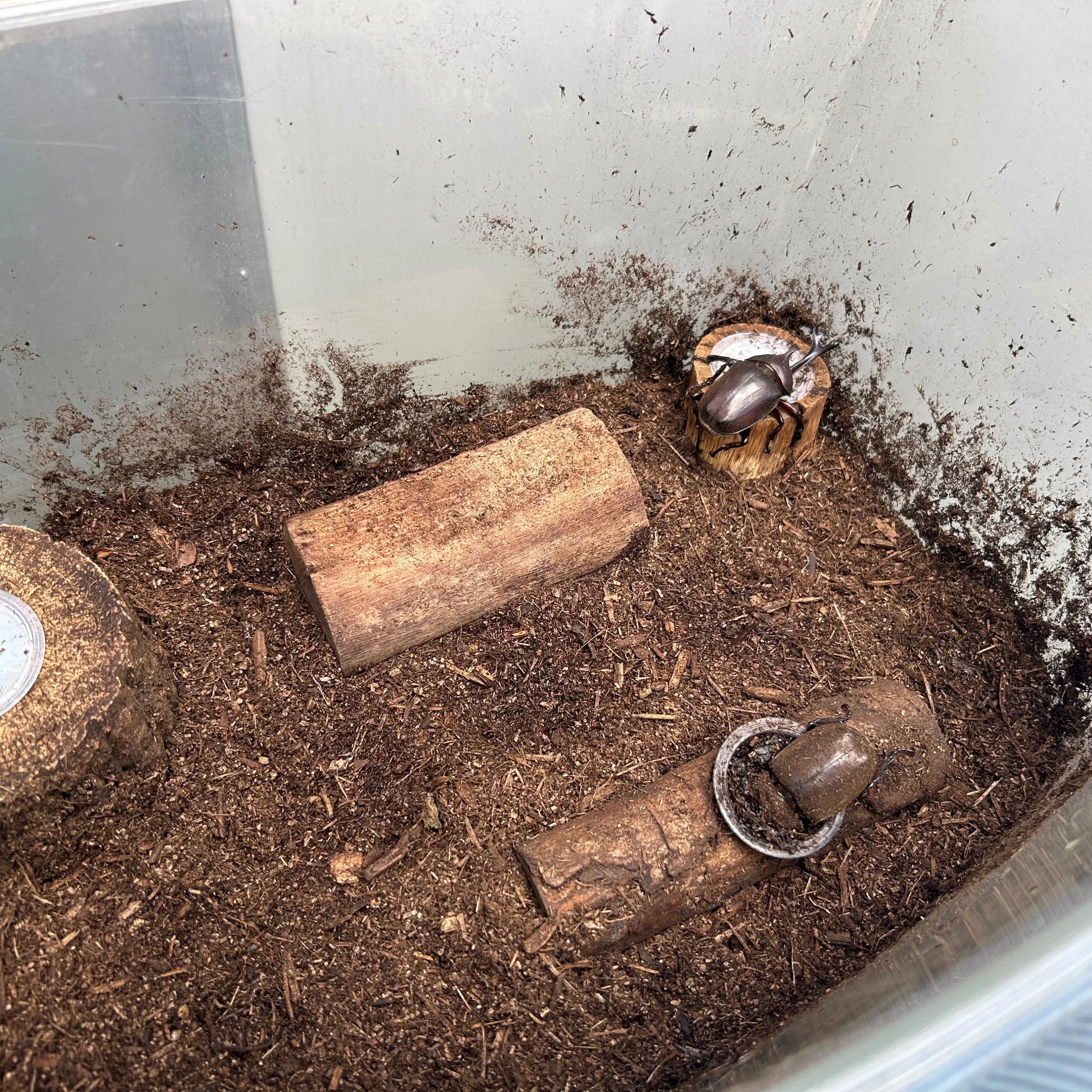 Nozomi Fujioka Tennis Lesson HIROスポーツフィールドのサムネイル画像 2