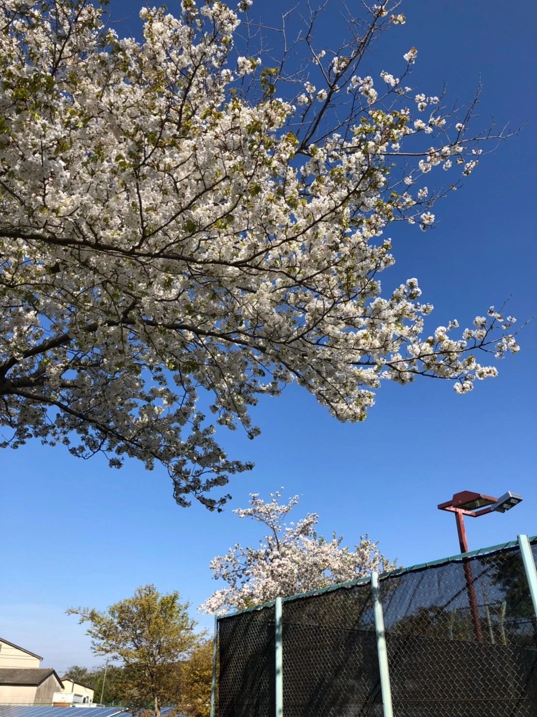 大洗ビーチテニスクラブ 本校のサムネイル画像 4