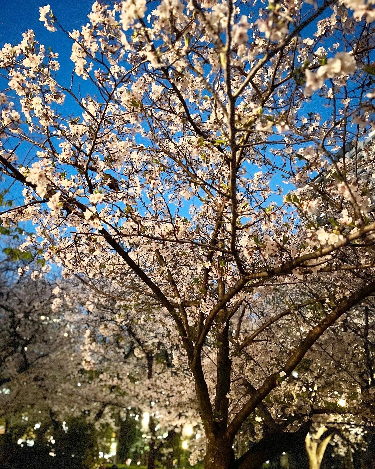 ITC靭テニスセンター 靱本町教室のサムネイル画像 5