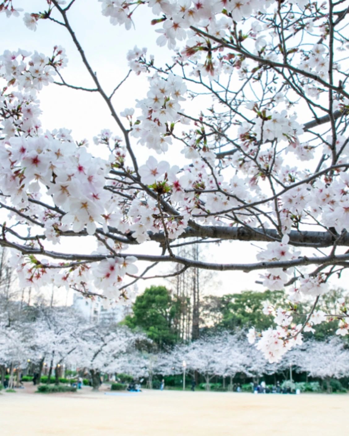 ITC靭テニスセンター 靱本町教室のメイン画像