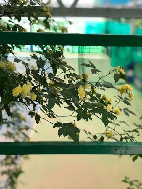 MTS テニス 大阪校のサムネイル画像 5