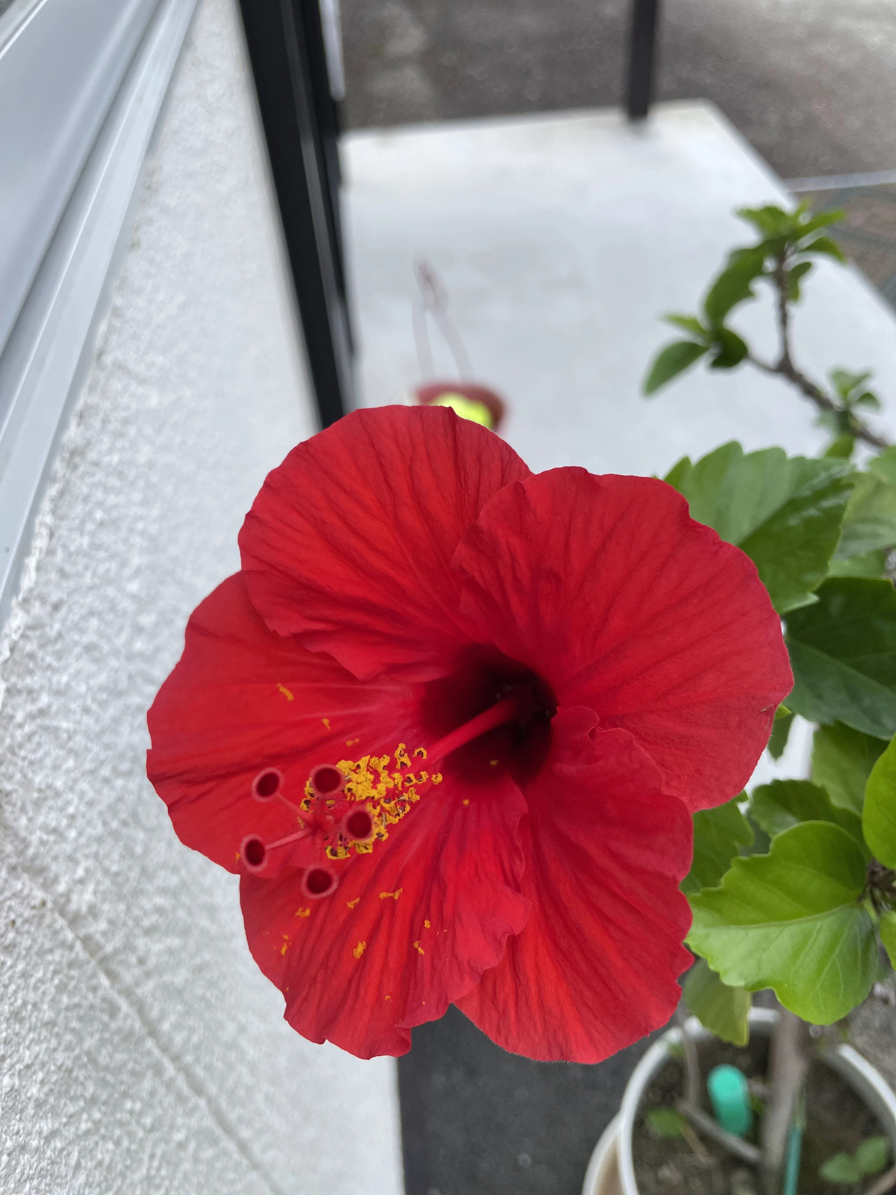 シーホース インドアテニススクール宝塚 金井町教室のサムネイル画像 4