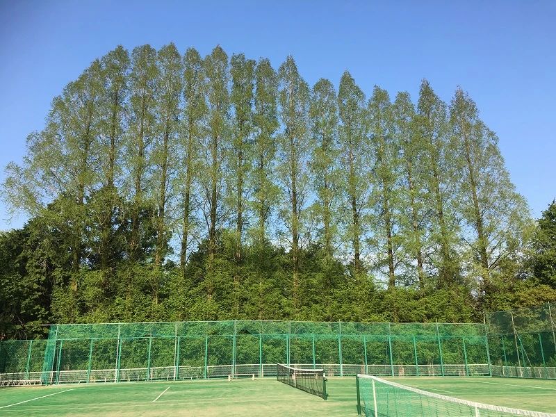 川西北テニスクラブ 本校のメイン画像