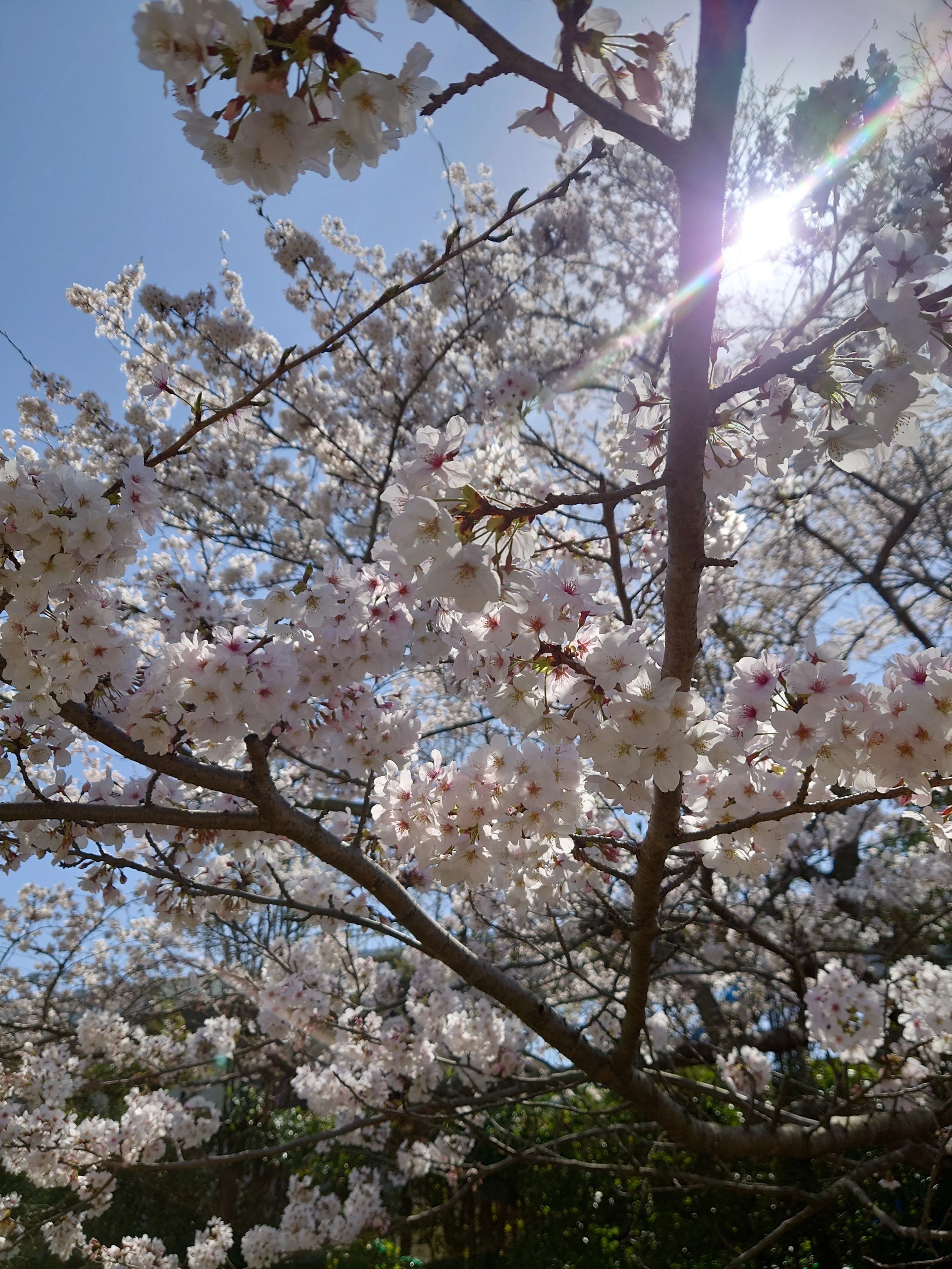 星和高原テニスクラブ 星和台教室のサムネイル画像 3