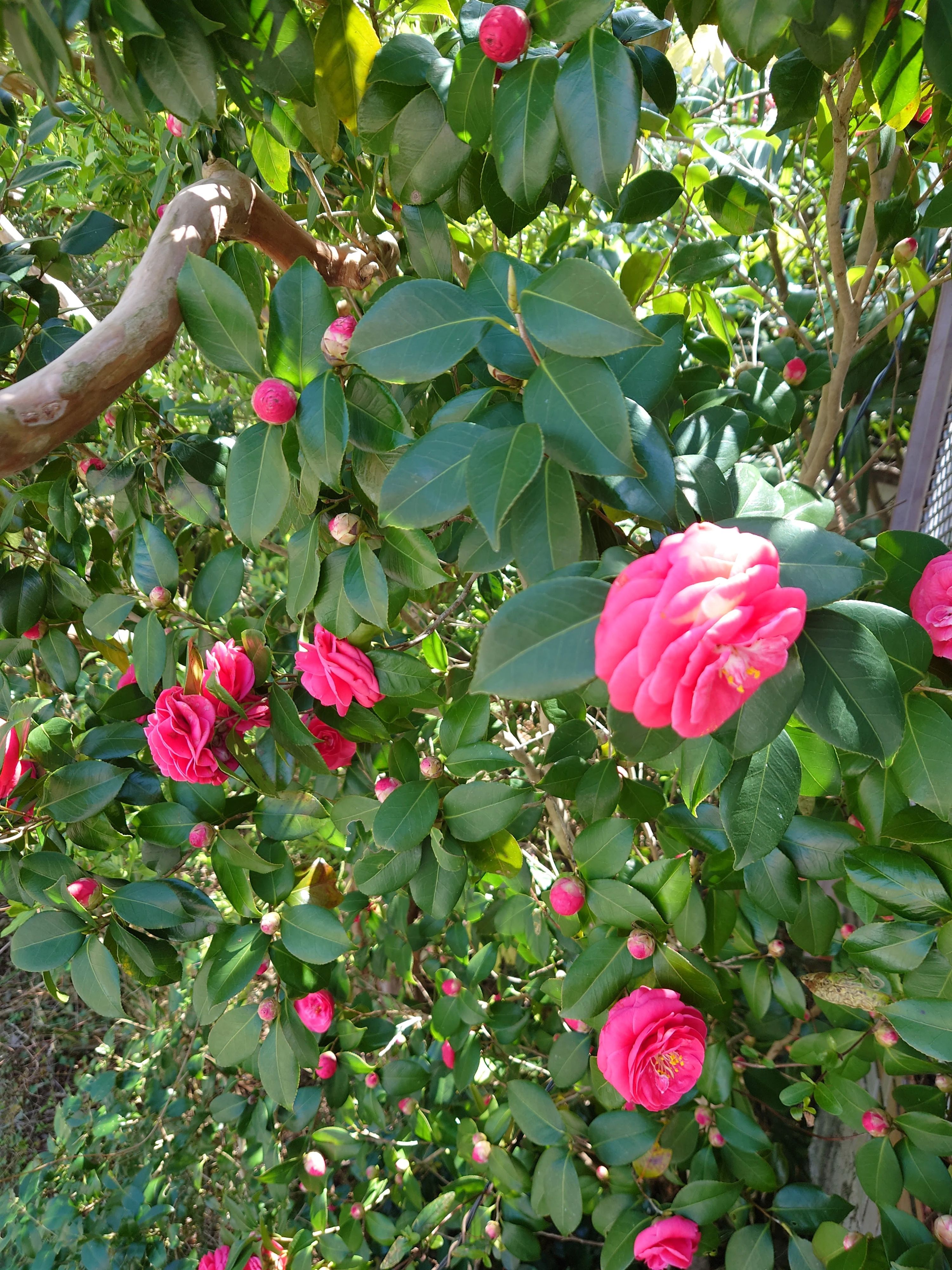 星和高原テニスクラブ 星和台教室のサムネイル画像 4