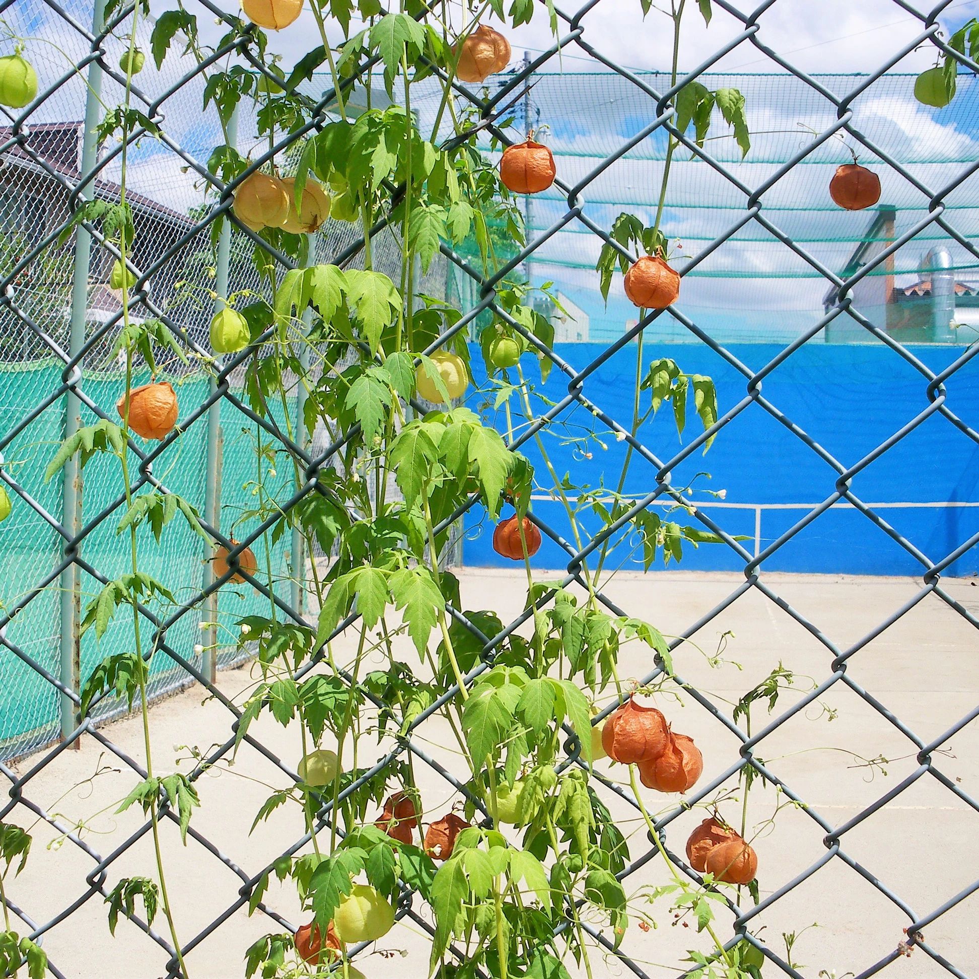 MIYAKE ジュニアテニススクール 高屋教室のサムネイル画像 3