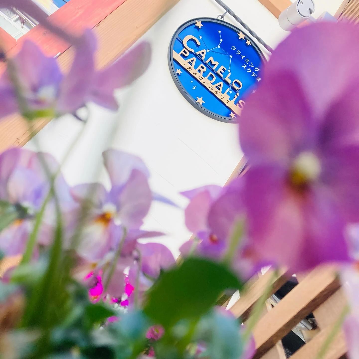 カメロパルダリス ボルダリング 東町教室のサムネイル画像 4