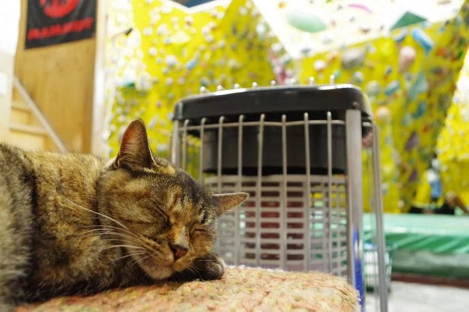 クライミング飛鳥 ボルダリング 南生実教室のサムネイル画像 2