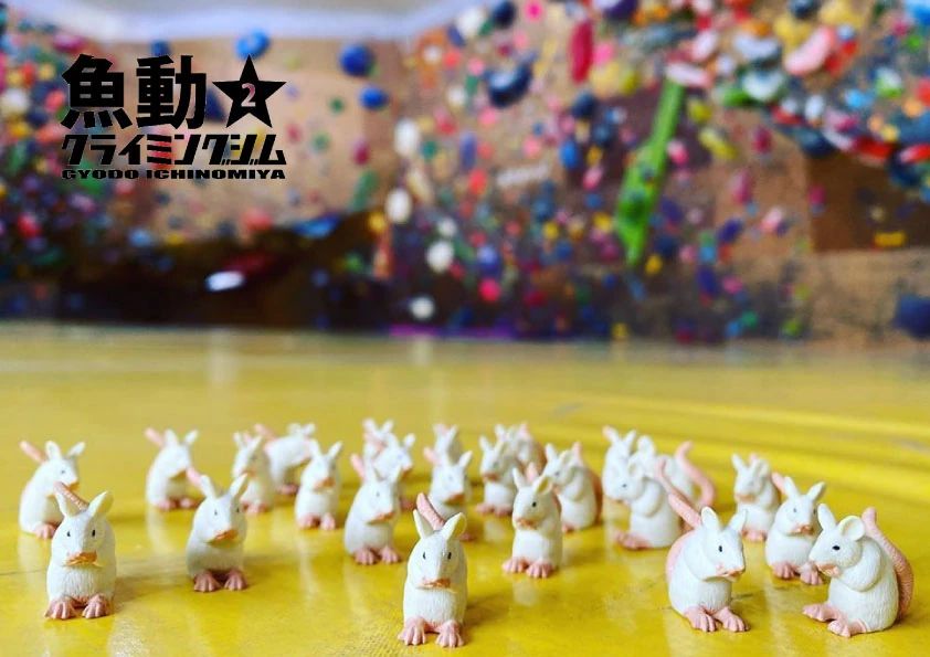 魚動クライミングジム２一宮 ボルダリング 水附教室のメイン画像