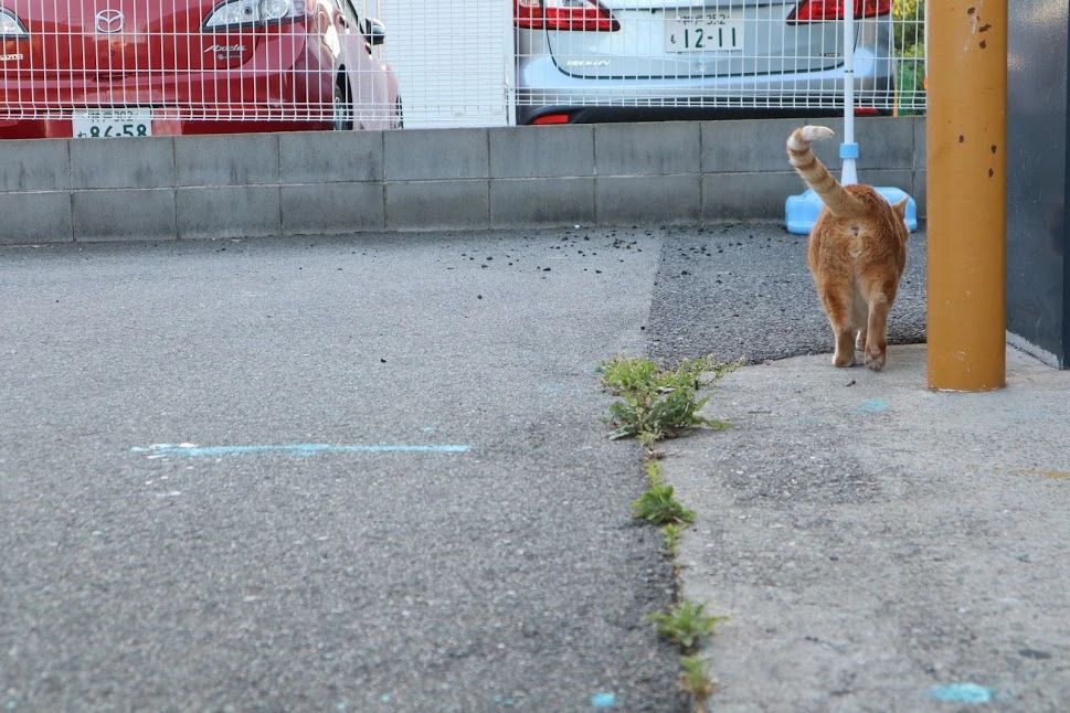 スハラ クライミングジム ボルダリング 宝塚店のサムネイル画像 3