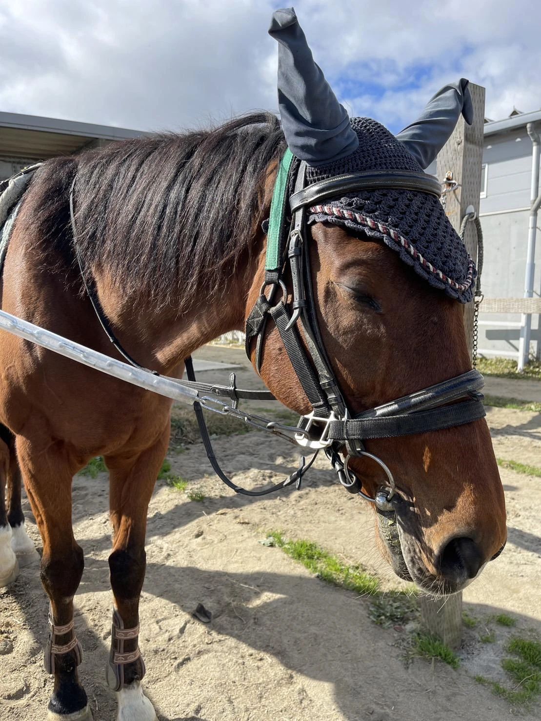 乗馬クラブCRANE(クレイン) 海岸公園馬術場（指定管理者）のサムネイル画像 2