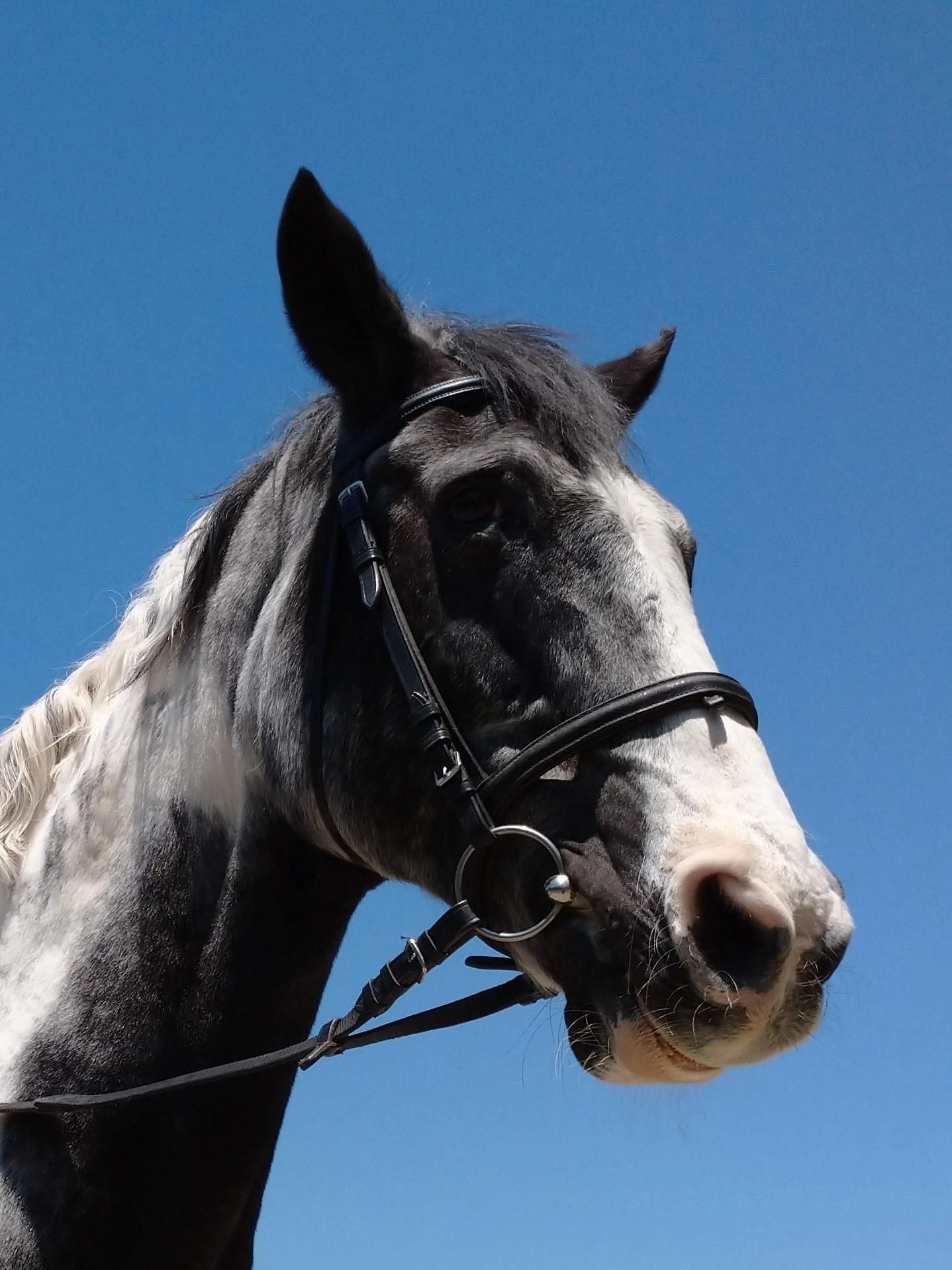 乗馬クラブCRANE(クレイン) 乗馬クラブ クレイン東京のサムネイル画像 2