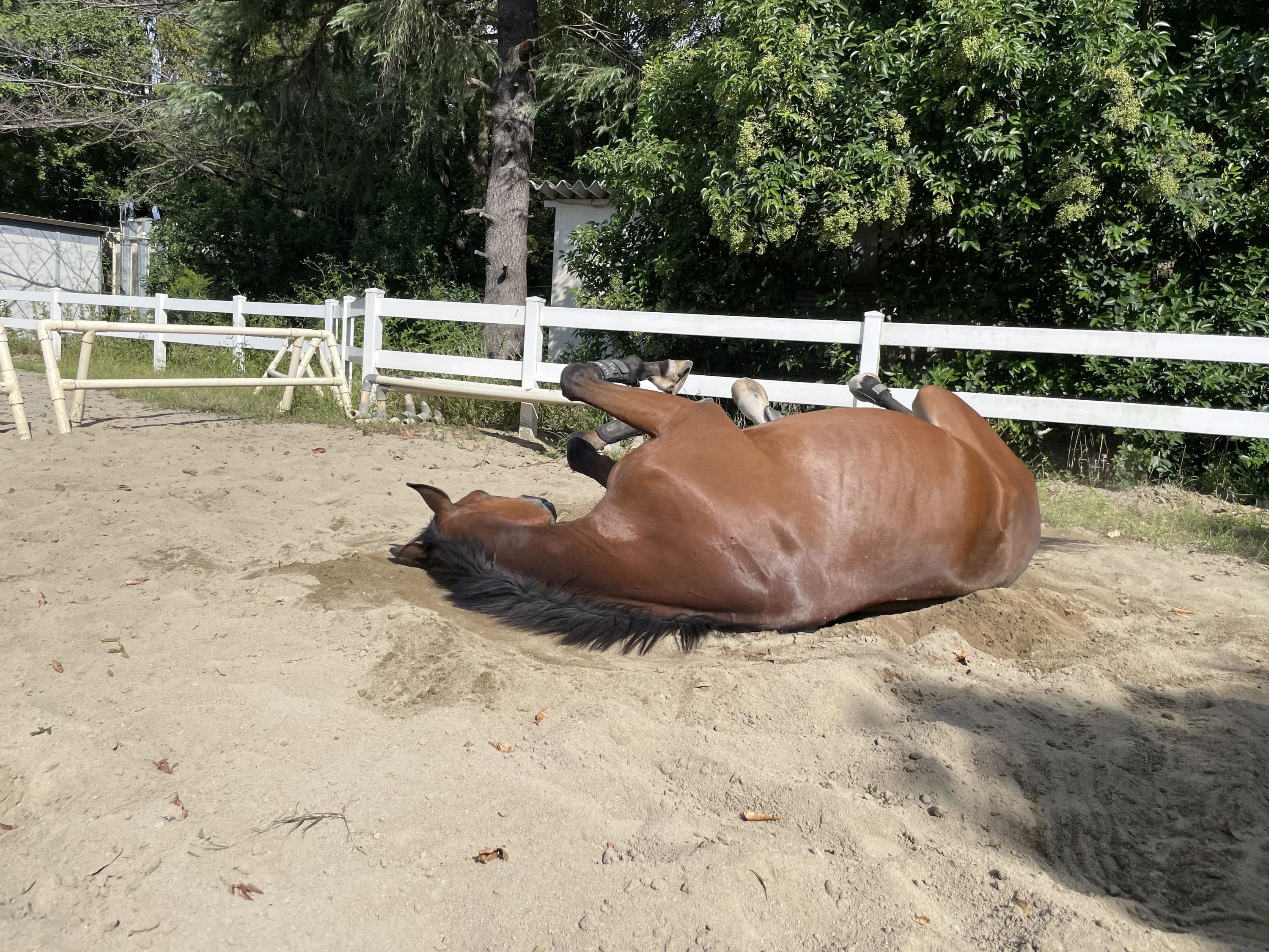 乗馬クラブCRANE(クレイン) 乗馬クラブ クレイン東京のサムネイル画像 3