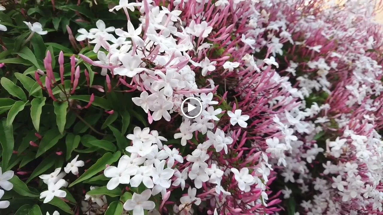 花柳奈卯女日本舞踊教室 大橋教室のメイン画像