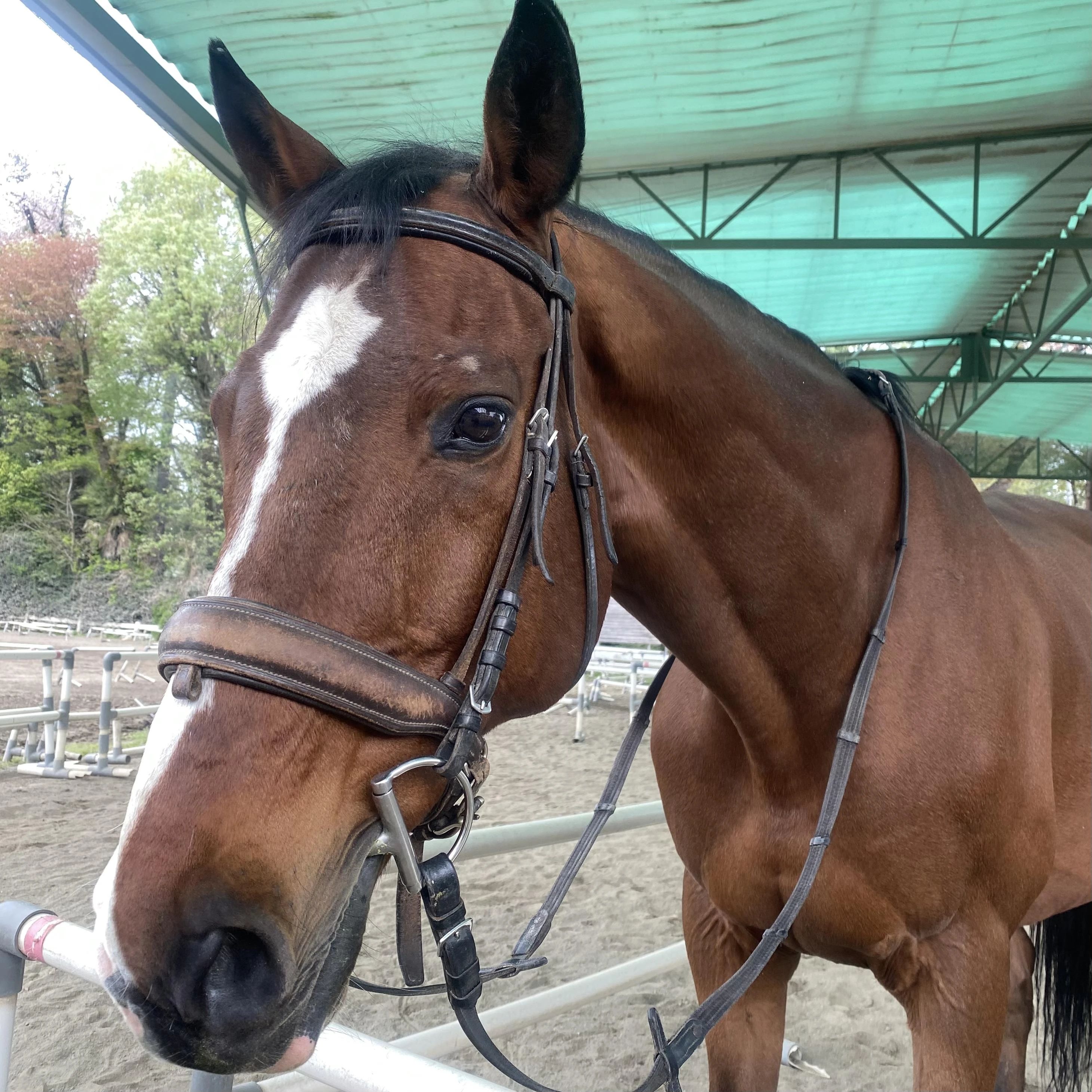 乗馬クラブCRANE(クレイン) SRC狭山乗馬センターのサムネイル画像 3