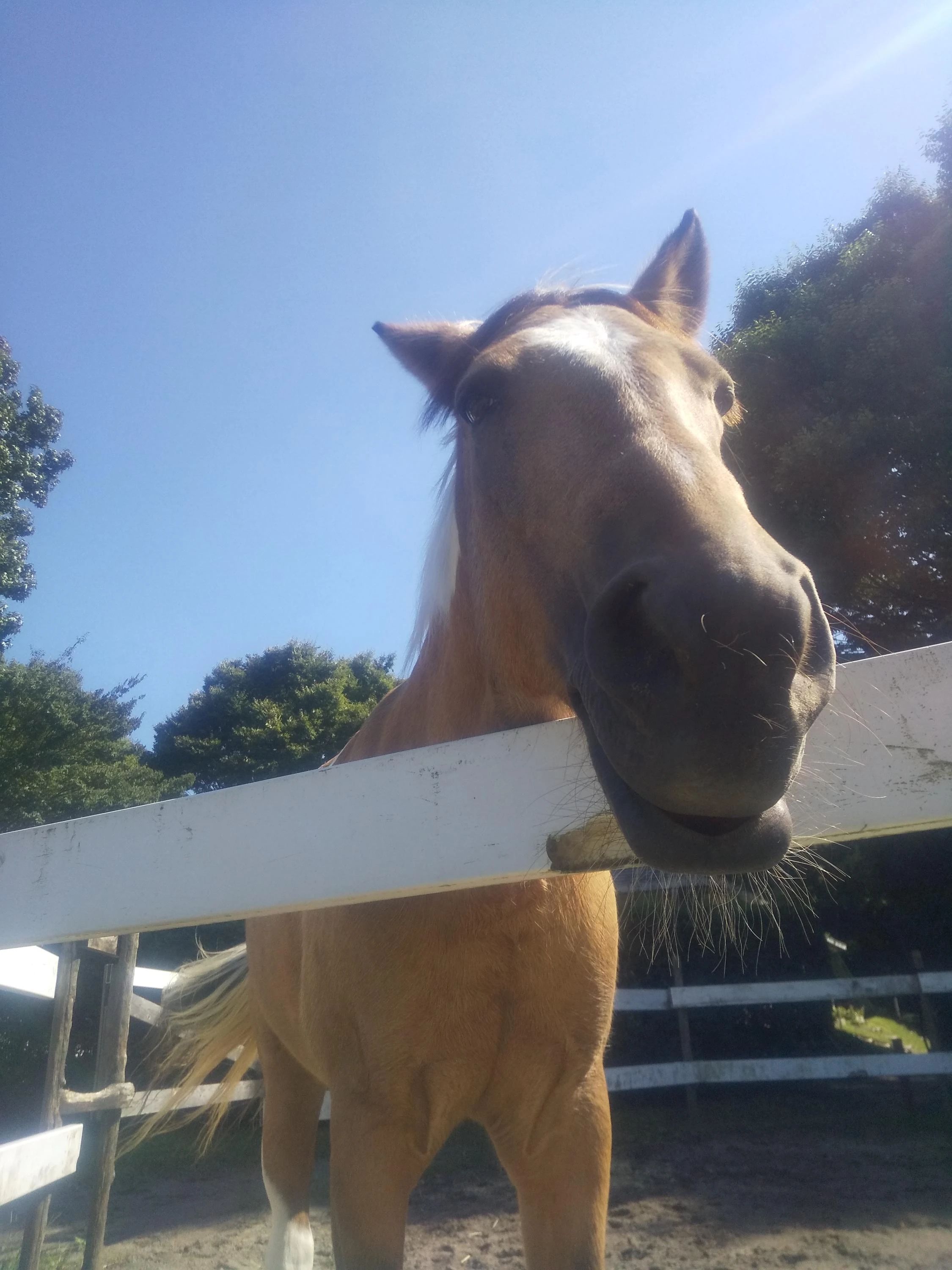 乗馬クラブCRANE(クレイン) 乗馬クラブ クレイン伊奈のサムネイル画像 4