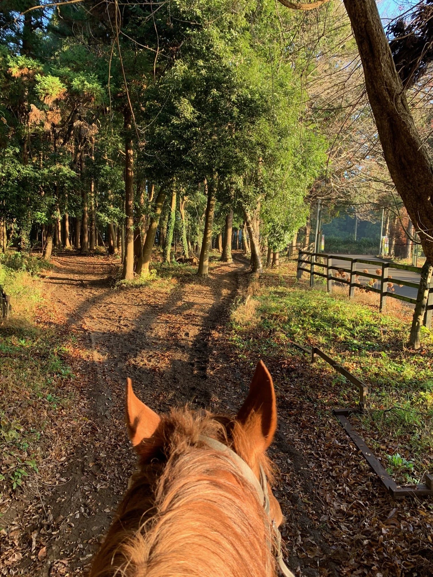 乗馬クラブCRANE(クレイン) 竜ヶ崎のメイン画像