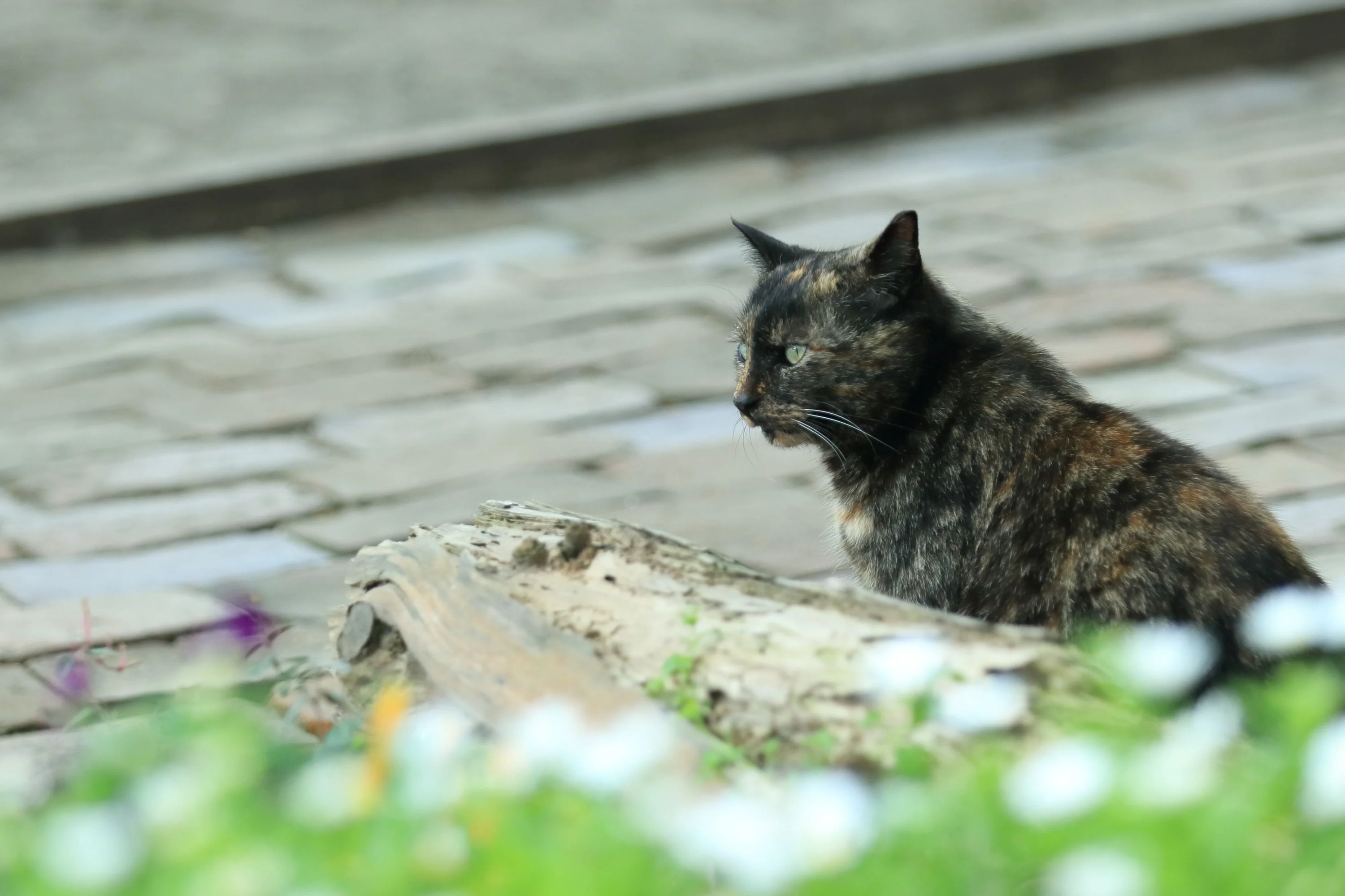 乗馬クラブCRANE(クレイン) 竜ヶ崎のサムネイル画像 4