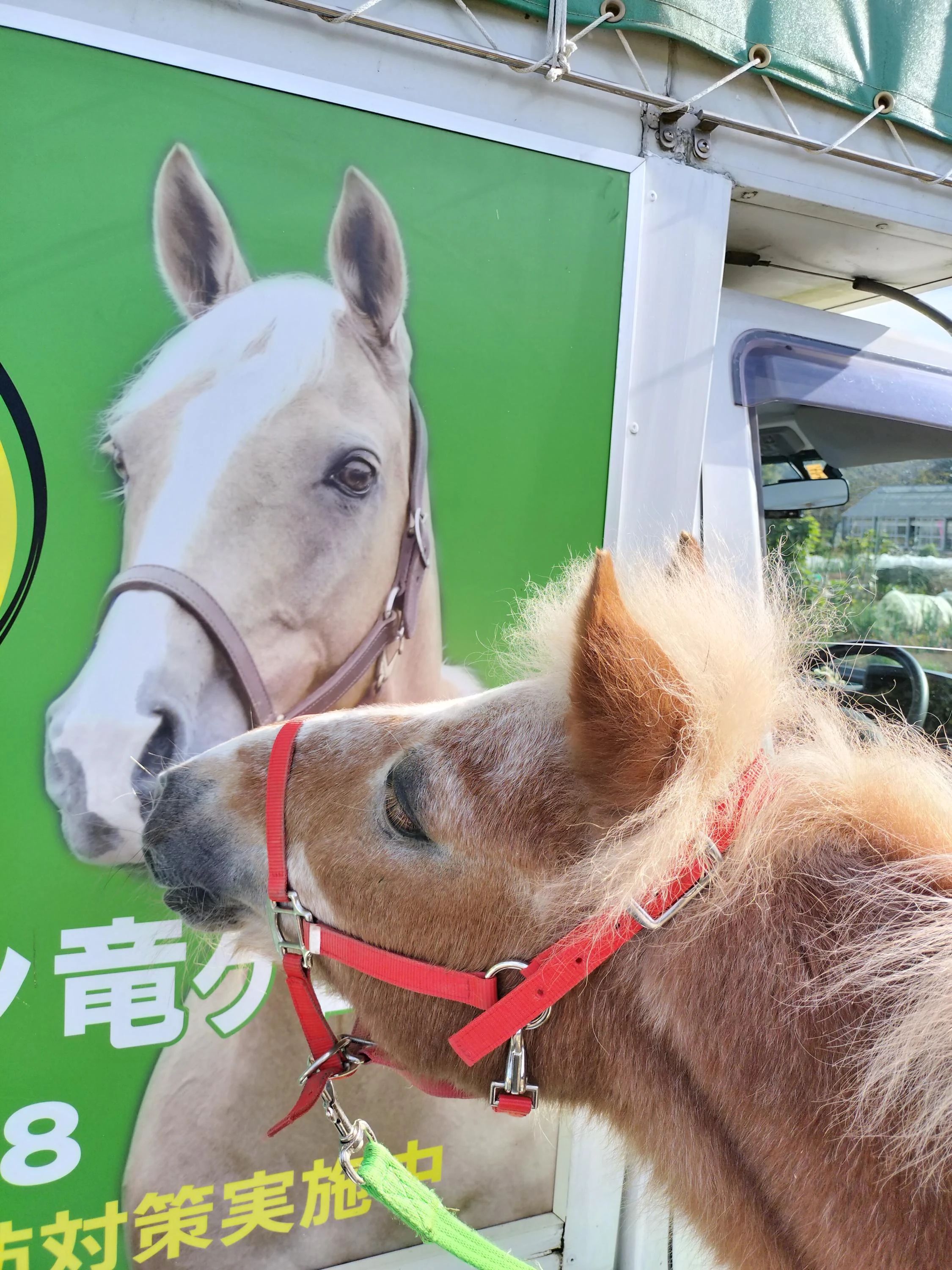 乗馬クラブCRANE(クレイン) 竜ヶ崎のサムネイル画像 5