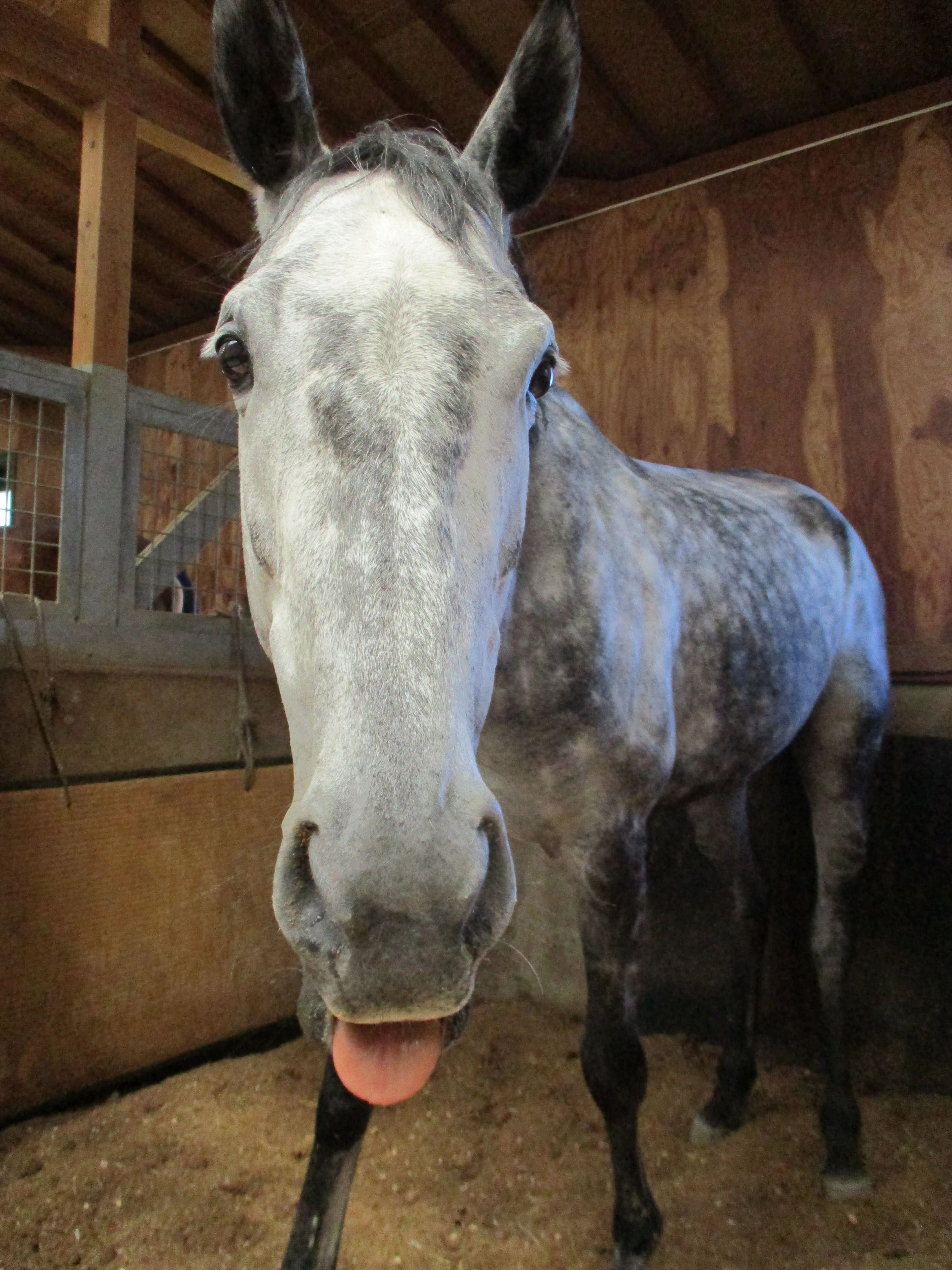 乗馬クラブCRANE(クレイン) ヴィテン乗馬クラブ・クレイン金沢のメイン画像