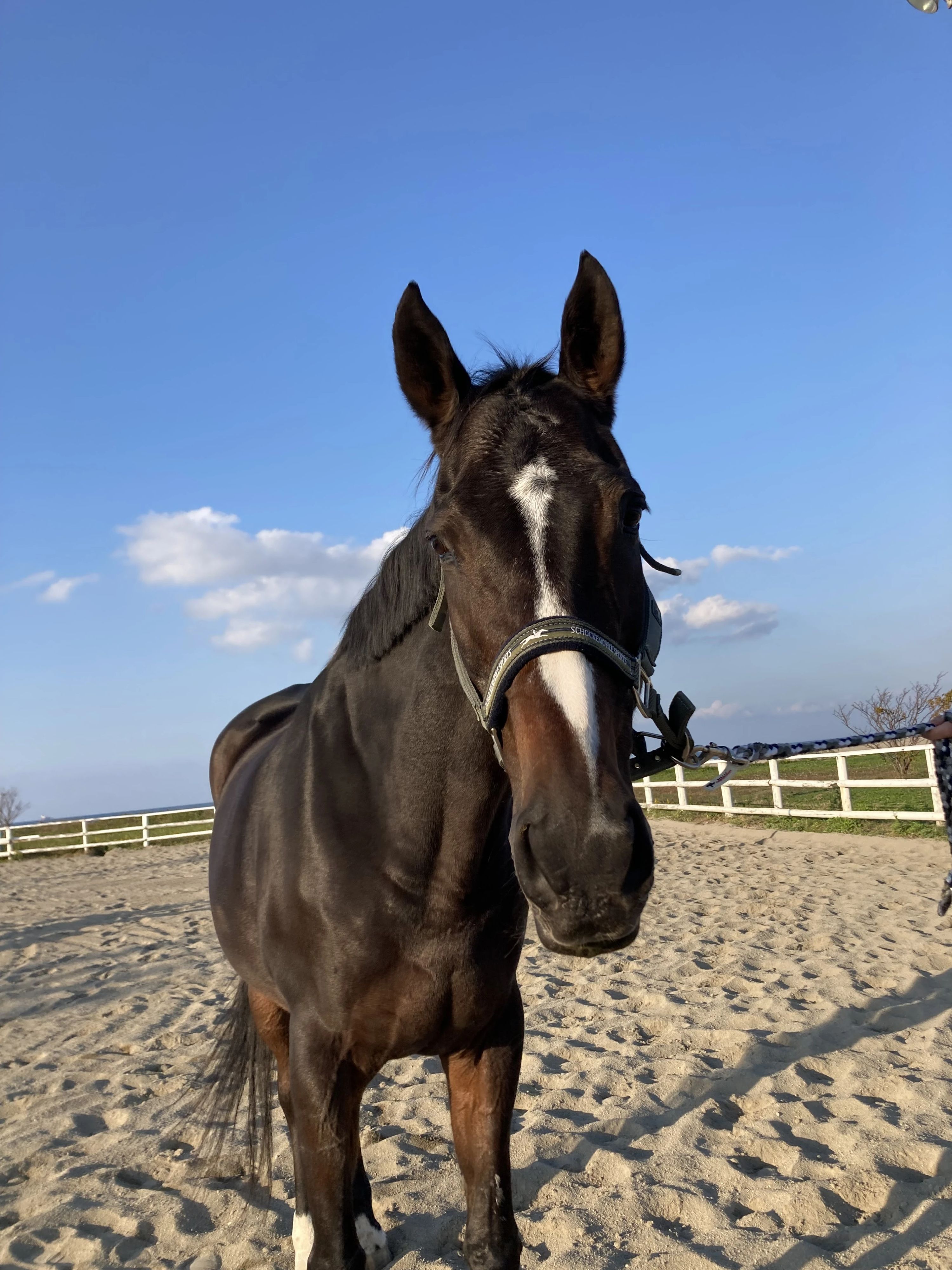 乗馬クラブCRANE(クレイン) ヴィテン乗馬クラブ・クレイン金沢のサムネイル画像 4