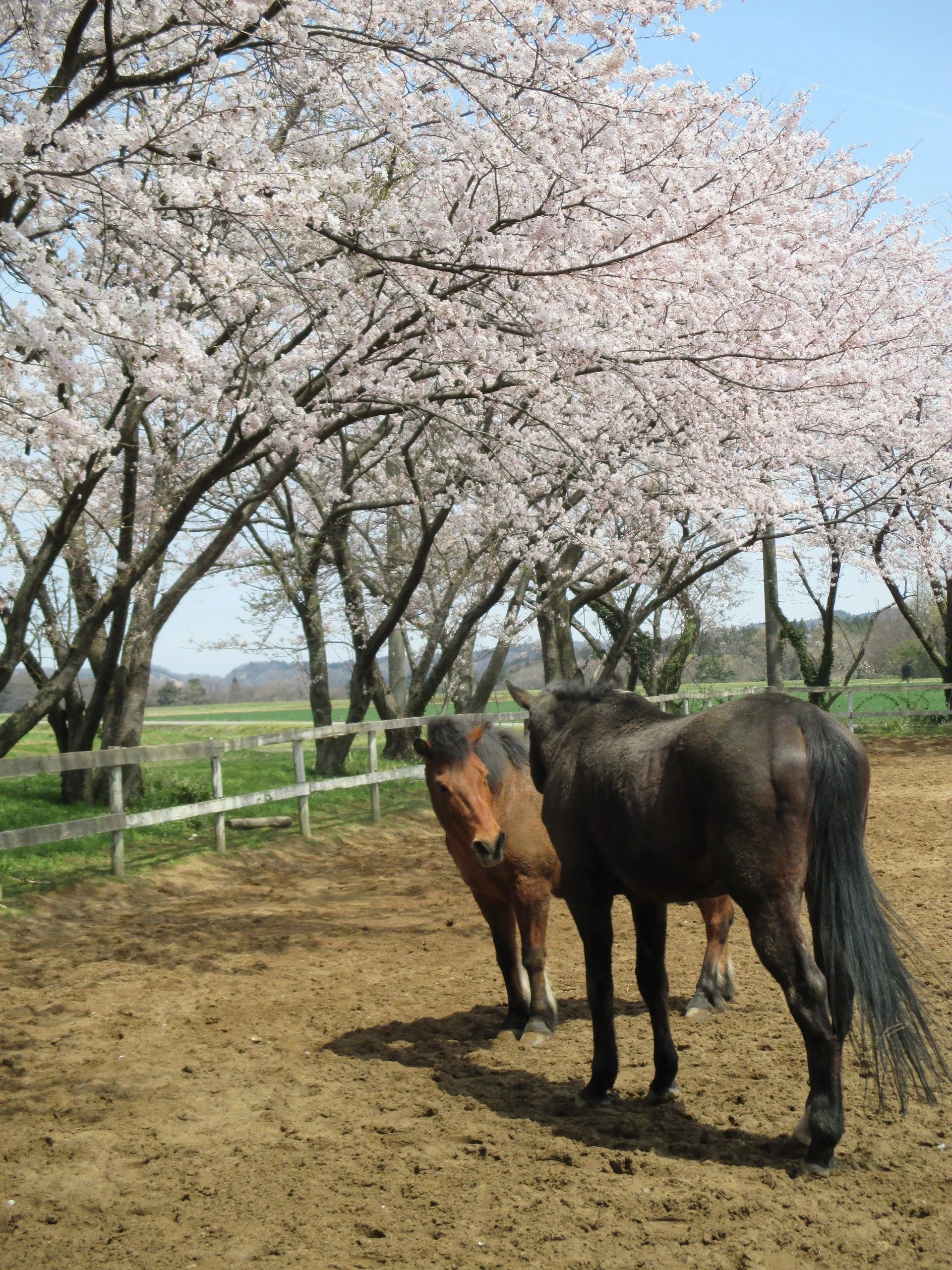 乗馬クラブパ・ドゥドゥ 赤尾教室のサムネイル画像 2