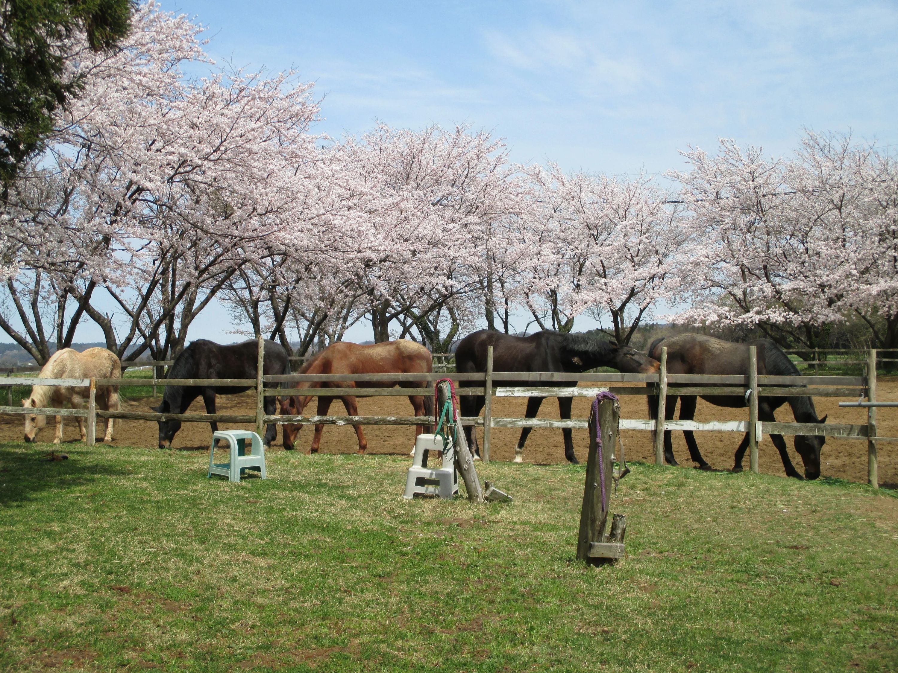 乗馬クラブパ・ドゥドゥ 赤尾教室のサムネイル画像 3