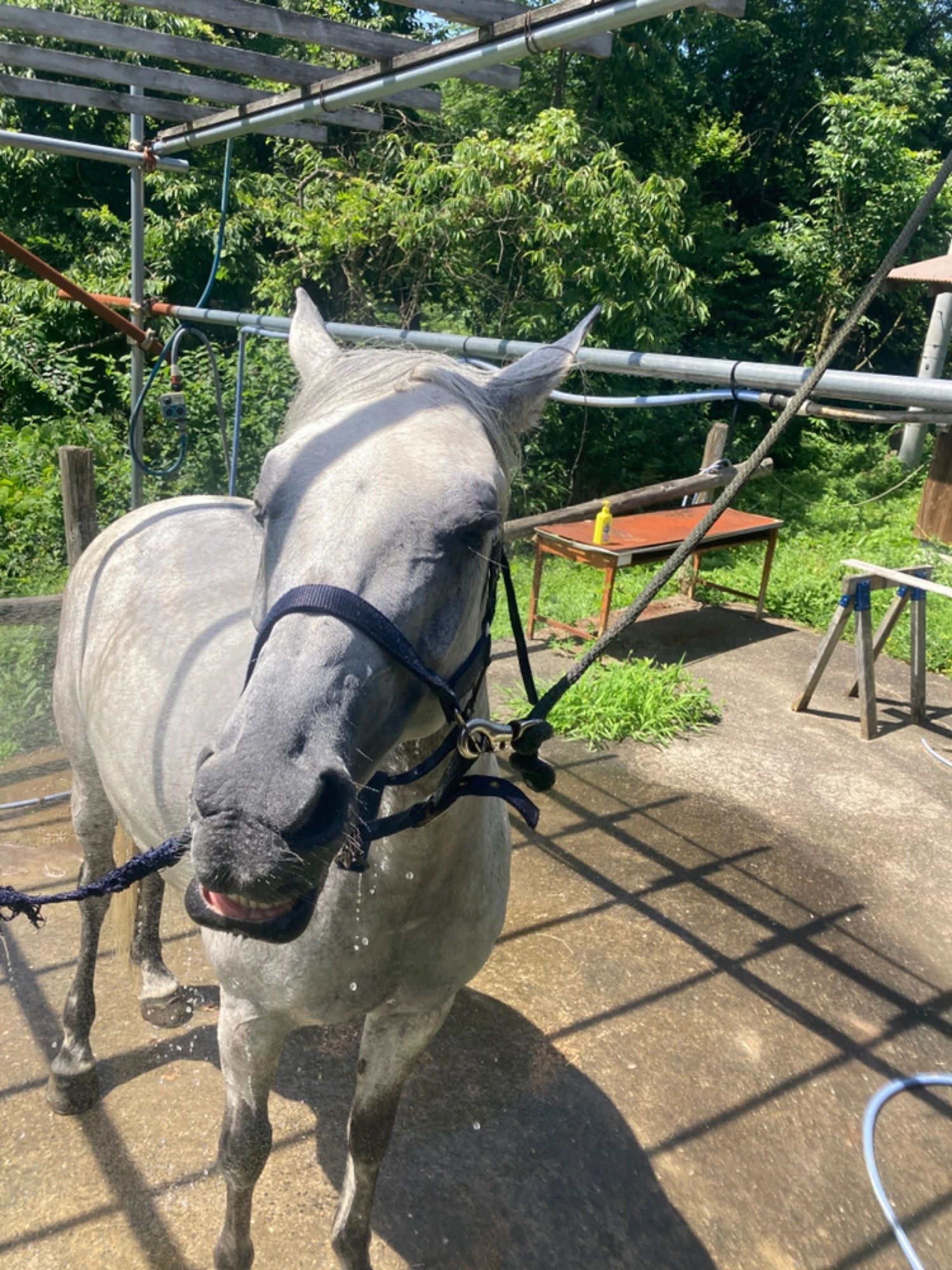 TANIMOTO HORSE RANCH(タニモトホースランチ) 乗馬 京丹波町教室のメイン画像