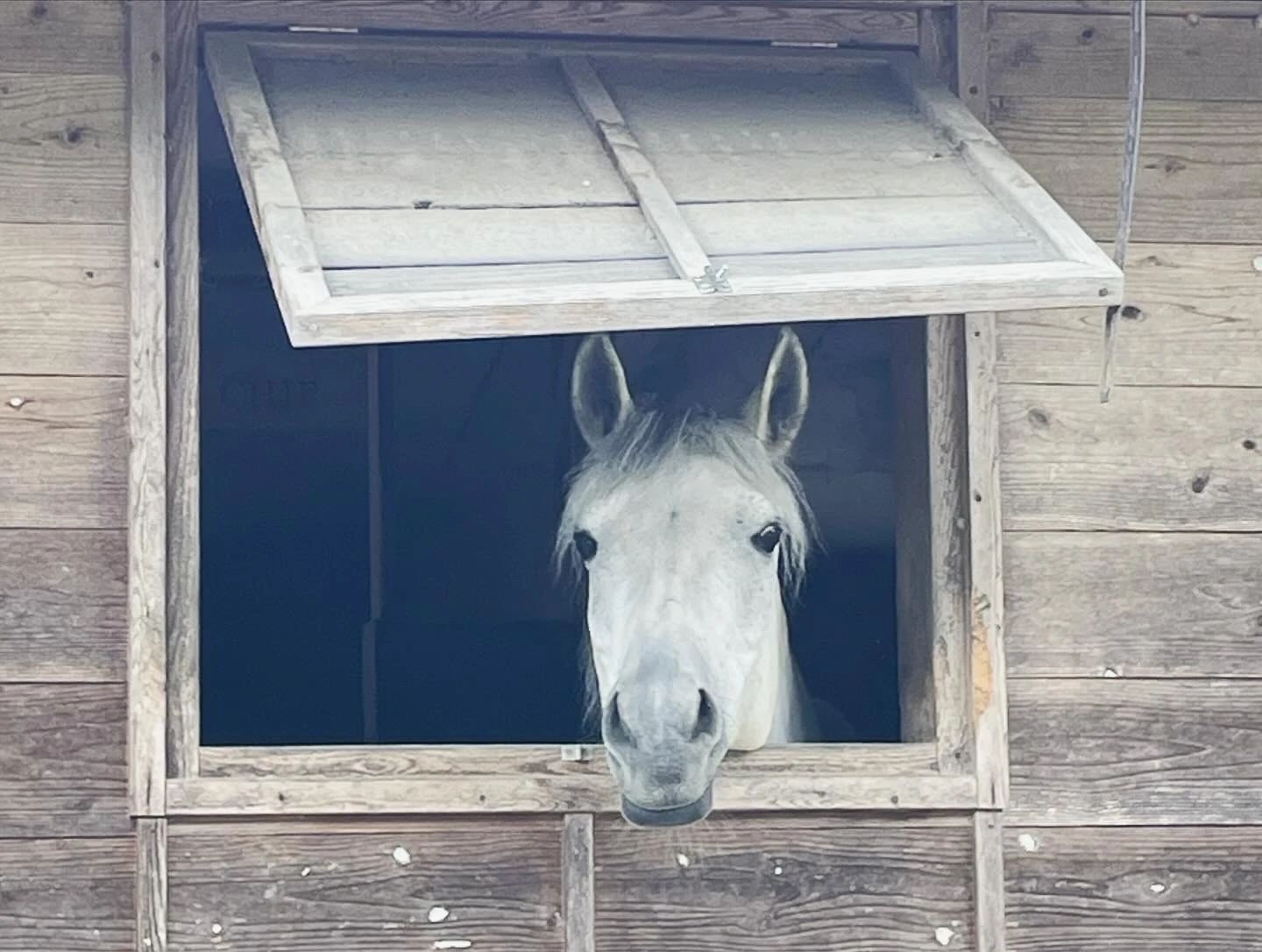 TANIMOTO HORSE RANCH(タニモトホースランチ) 乗馬 京丹波町教室のサムネイル画像 2