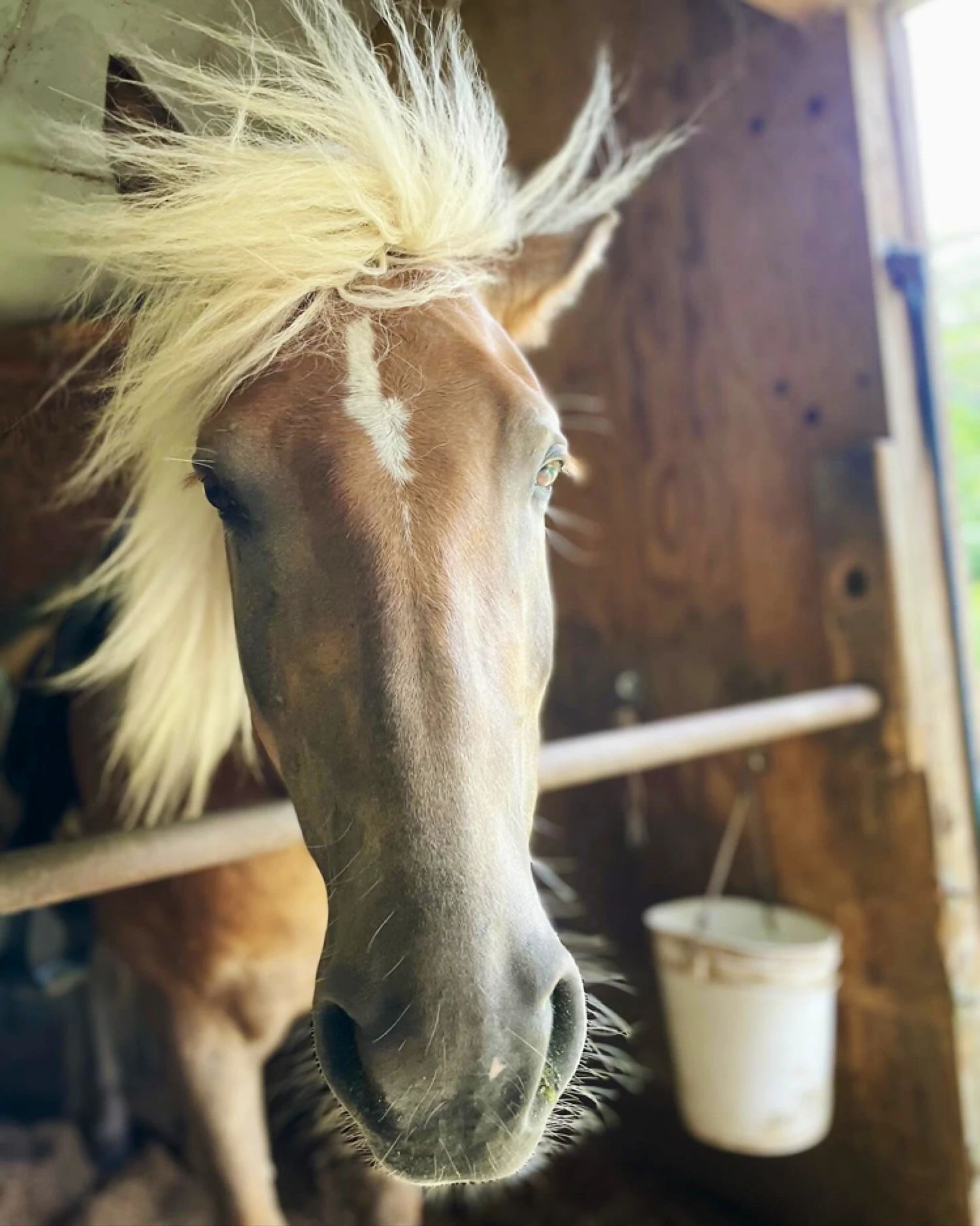 TANIMOTO HORSE RANCH(タニモトホースランチ) 乗馬 京丹波町教室のサムネイル画像 5