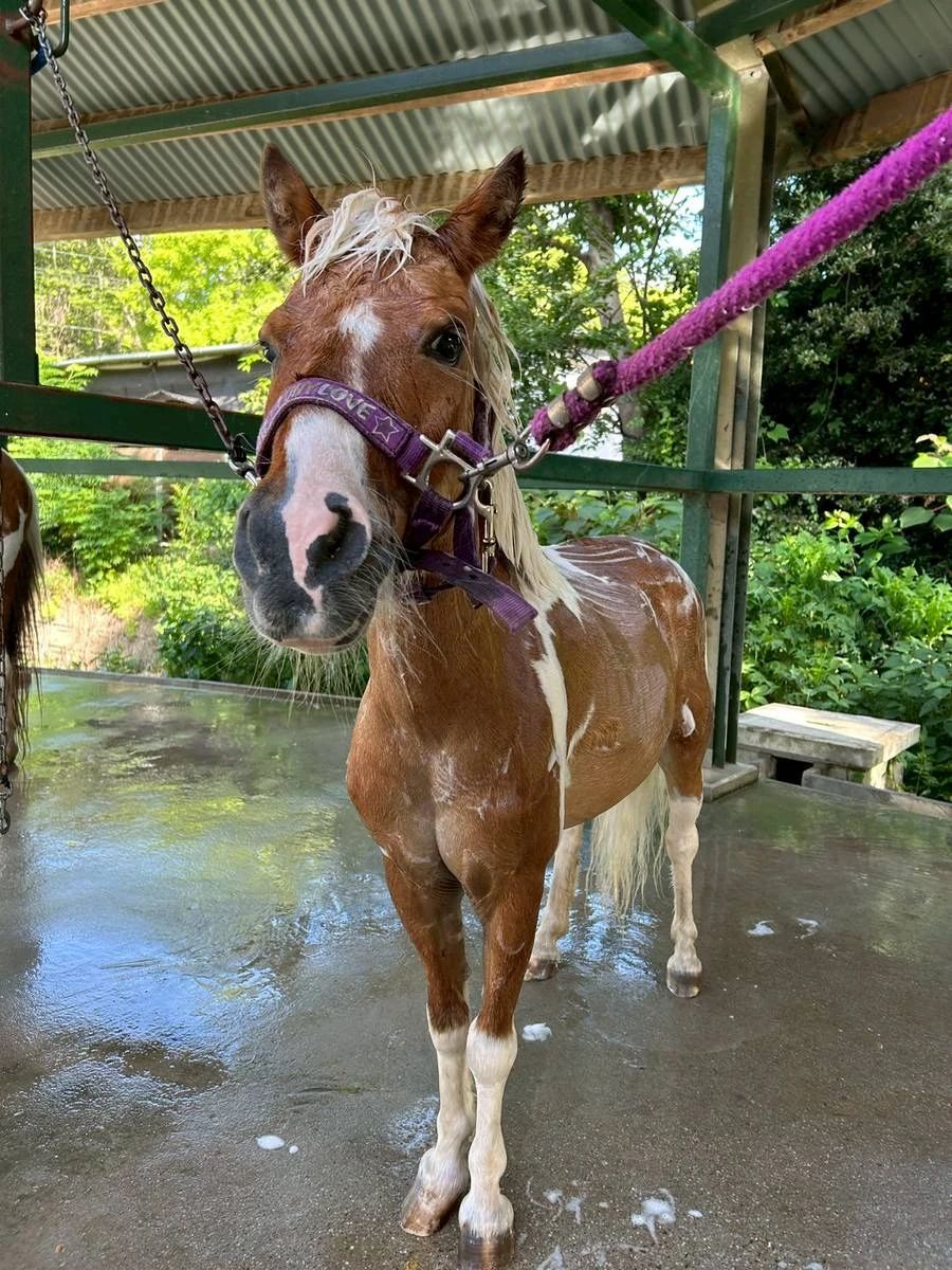 乗馬クラブCRANE(クレイン) 両備乗馬クラブ・クレイン岡山のサムネイル画像 3