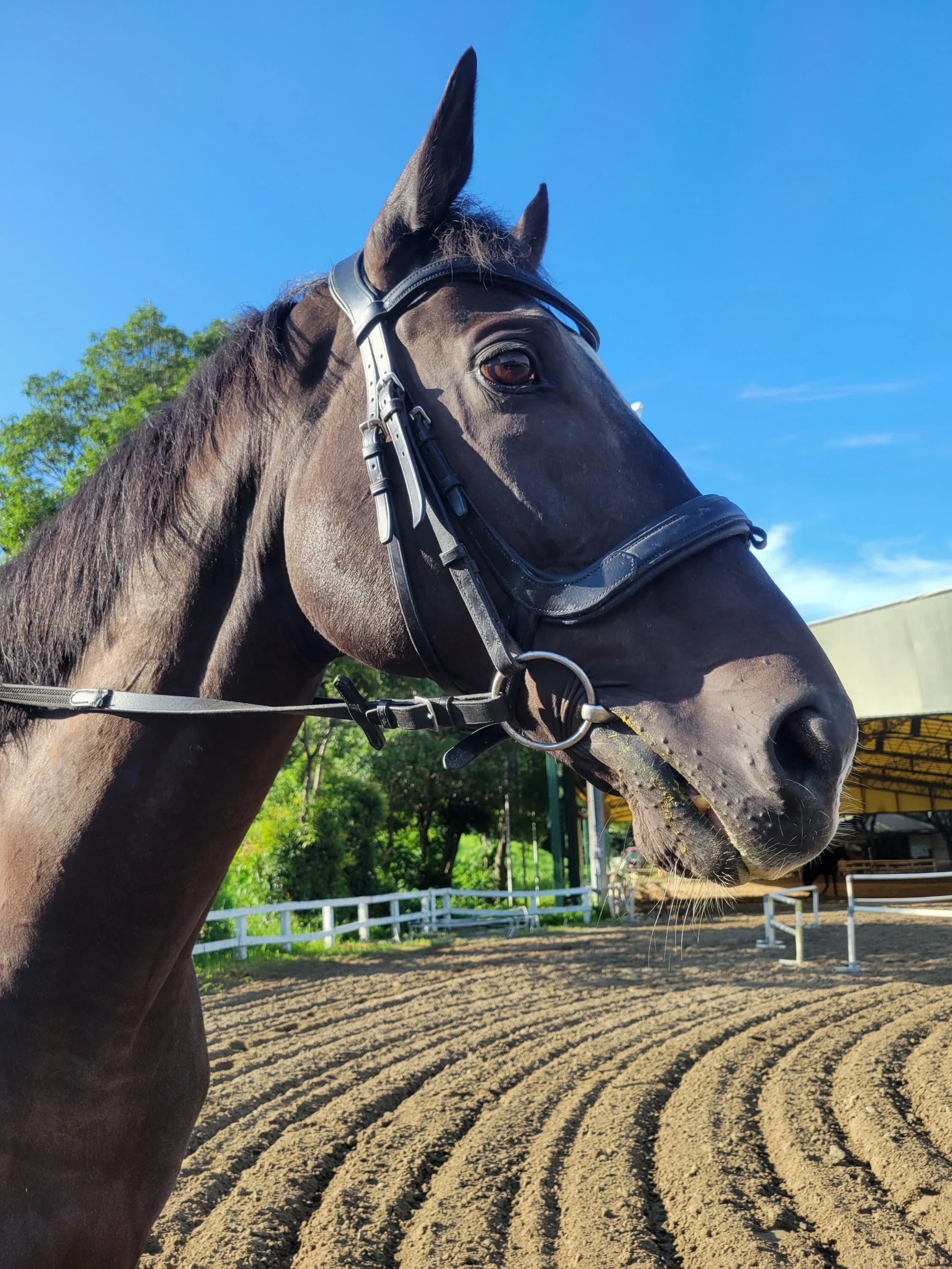 乗馬クラブCRANE(クレイン) 両備乗馬クラブ・クレイン岡山のサムネイル画像 4