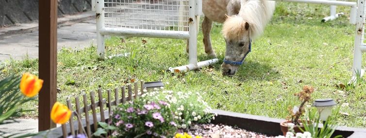 乗馬クラブCRANE(クレイン) 倉敷のサムネイル画像 4