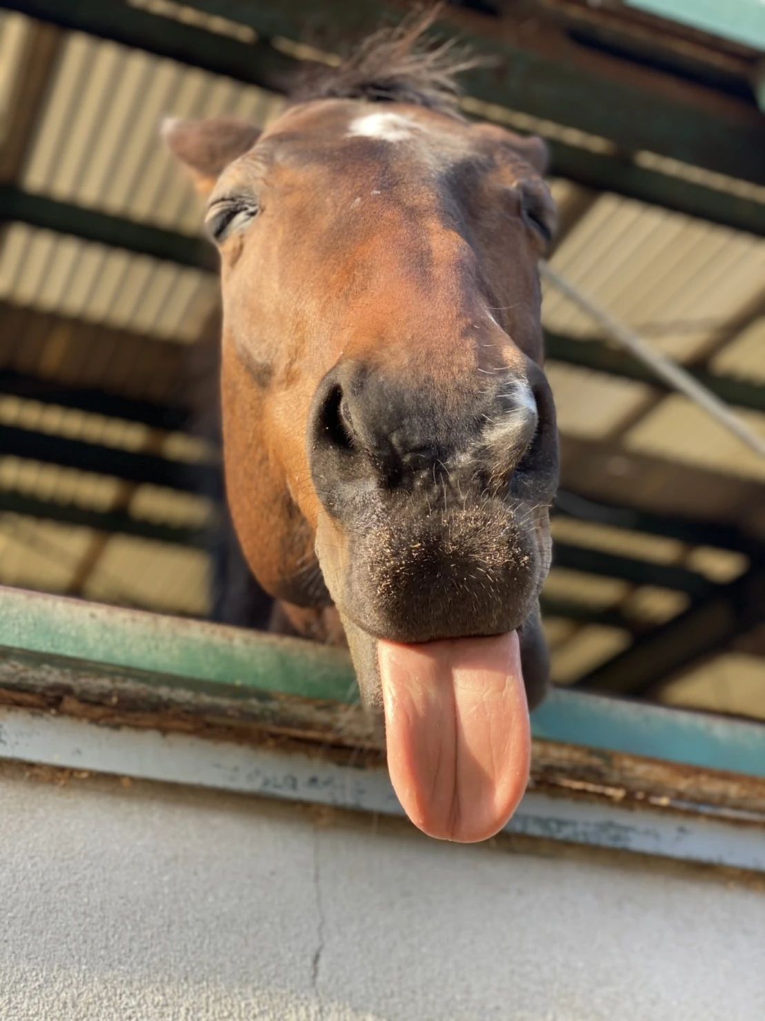 乗馬クラブCRANE(クレイン) 乗馬クラブ クレイン多々良のサムネイル画像 5